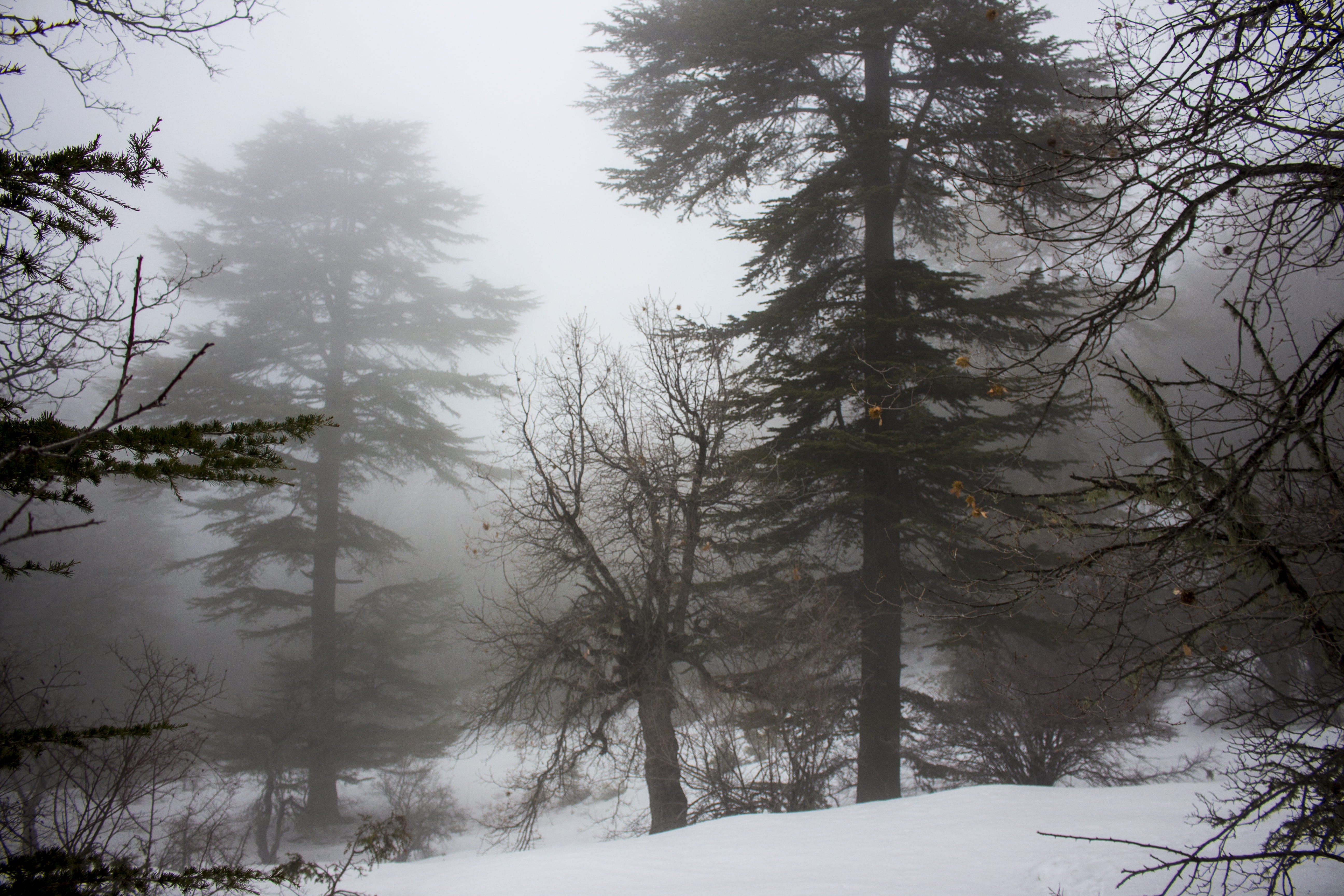land, no people, tree, woodland, outdoors, ehden, winter, plant, lebanon, non-urban scene, tranquil scene, frozen, fog, snowing, scenics - nature, nature, HD Wallpaper