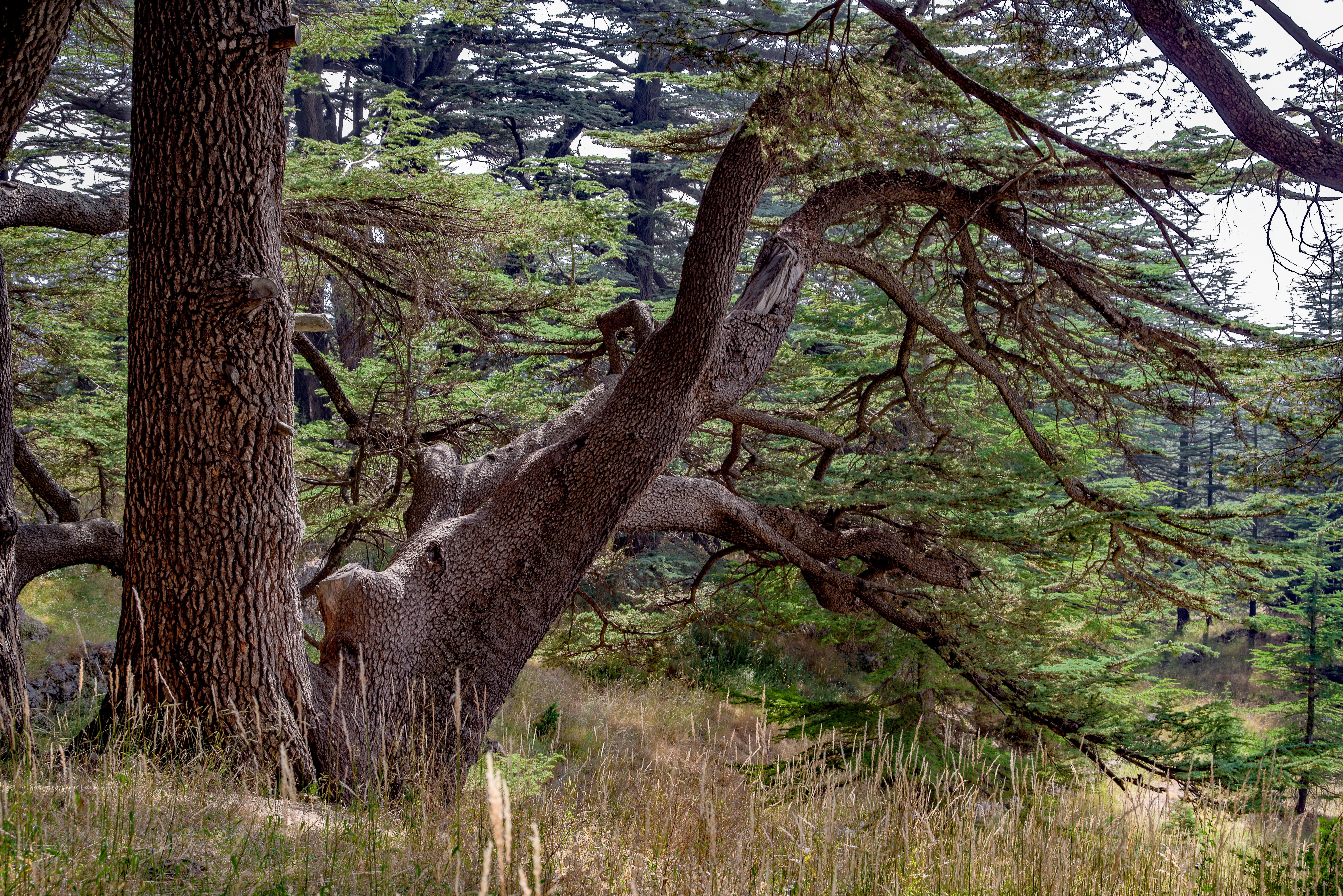 5K, mountain, countryside, land, cedar, wood, mammal, nature, animals in the wild, forest, tree trunk, animal, ancient, branch, tranquil scene, day, trunk, HD Wallpaper