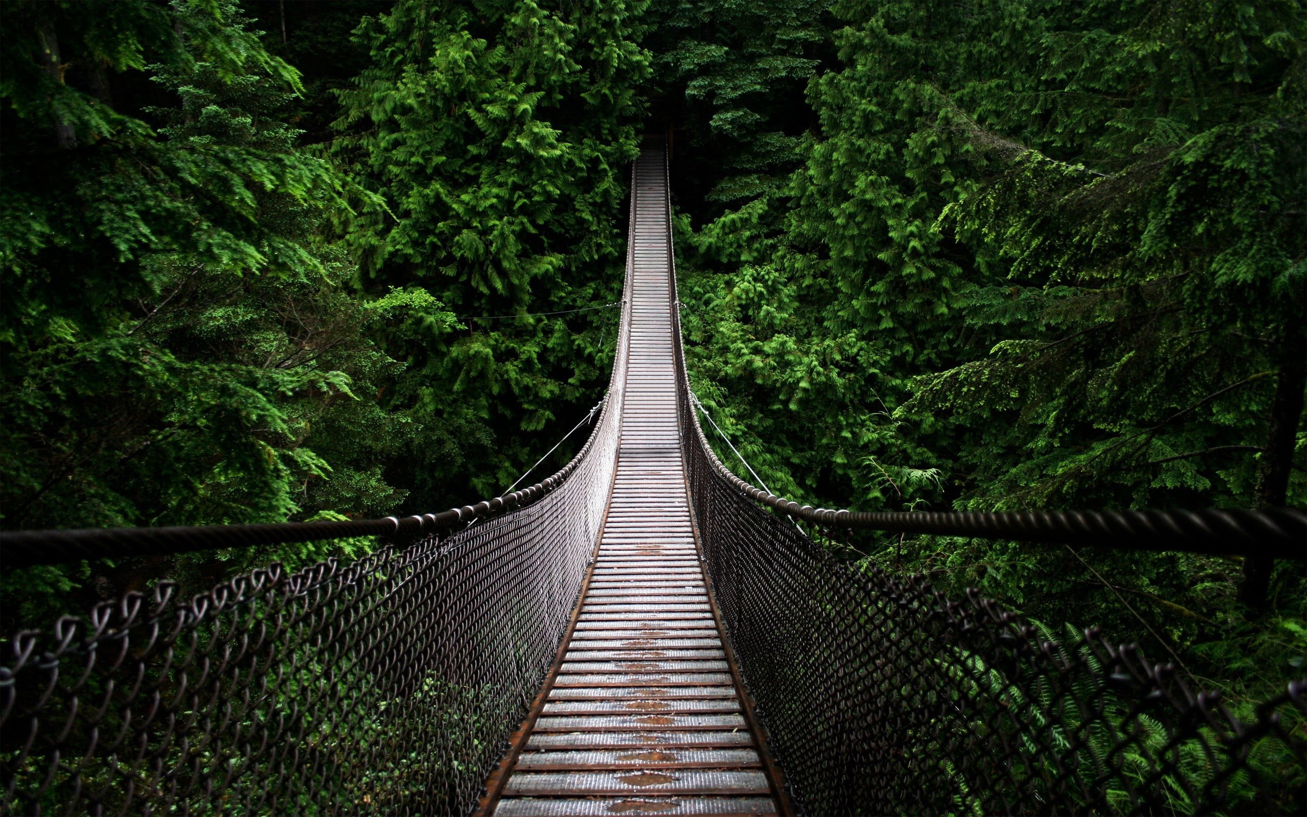 bridge, forest, landscape, beauty in nature, railing, trees, rope bridge, bridge - man made structure, tranquility, green color, plant, diminishing perspective, HD Wallpaper