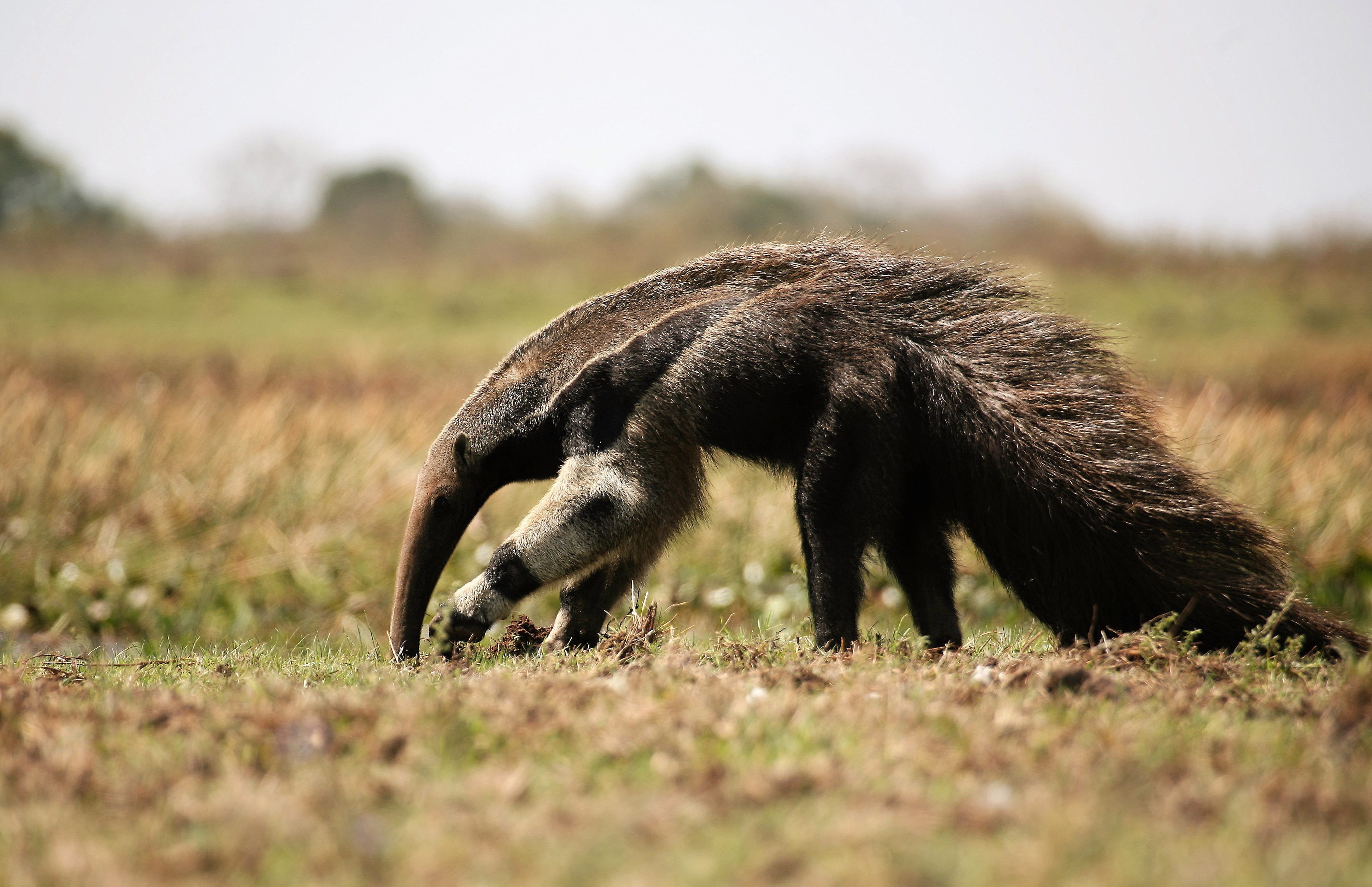 survival, outdoors, mammal, animals in the wild, vermilingua, prairie, 2K, profile view, selective focus, former, vertebrate, anteater, fauna, walking, HD Wallpaper