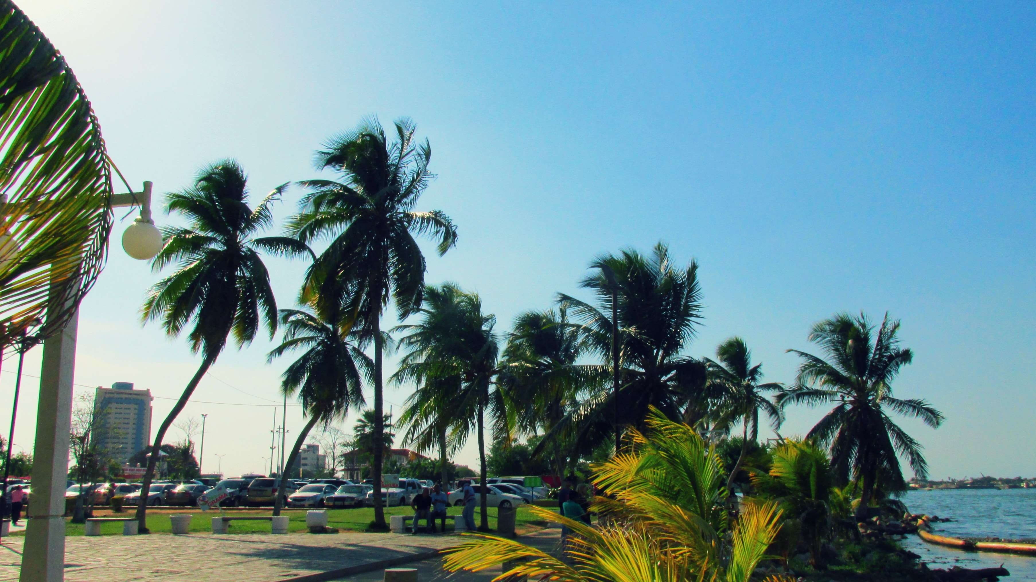 plant, building exterior, built structure, lake, city park, growth, no people, water, venezuela, tree, tropical tree, sunny day, beach, sunny, sea, 2K, HD Wallpaper