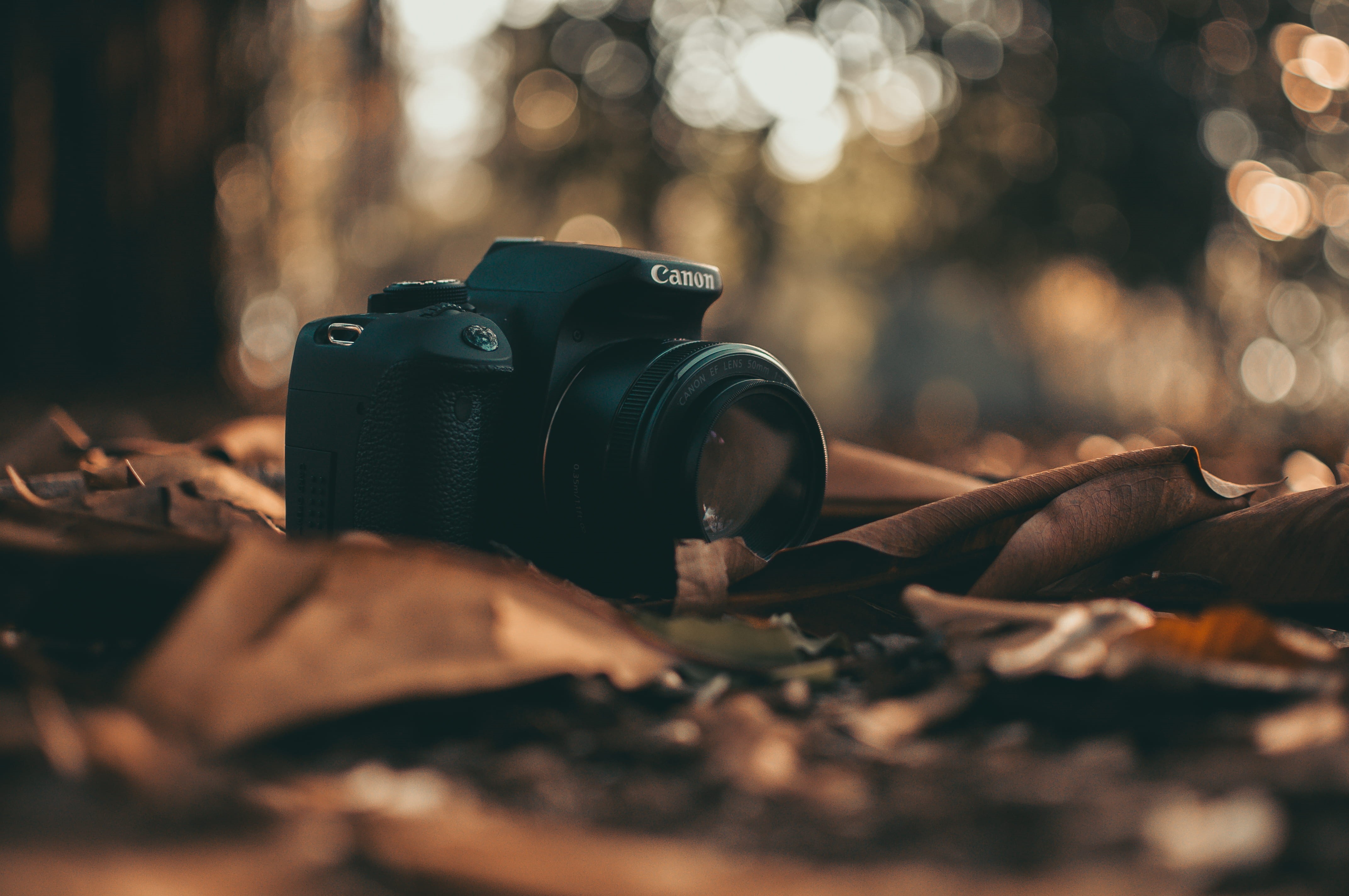 dry leaves, camera, forest, photographer, photographing, occupation, macro, slr camera, photographic equipment, nature, digital camera, plant, modern, close-up, HD Wallpaper