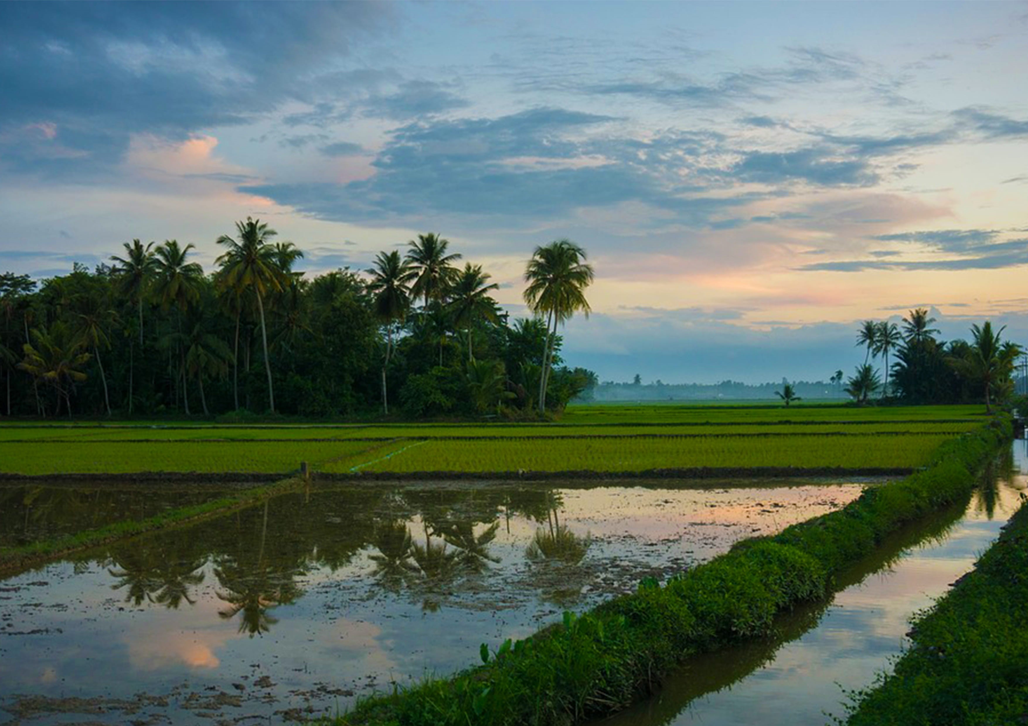 farm, sky, no people, rice paddy, scenics - nature, indonesia, 2K, beauty in nature, cloud - sky, field, growth, rural scene, tree, plant, rice - cereal plant, HD Wallpaper