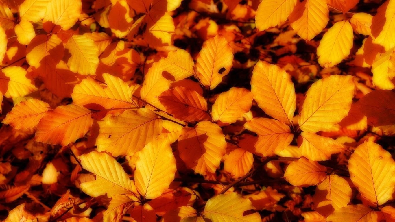 abstract, px, leaves, fall, x, hd, 720P, 1366x768 px, art, HD Wallpaper