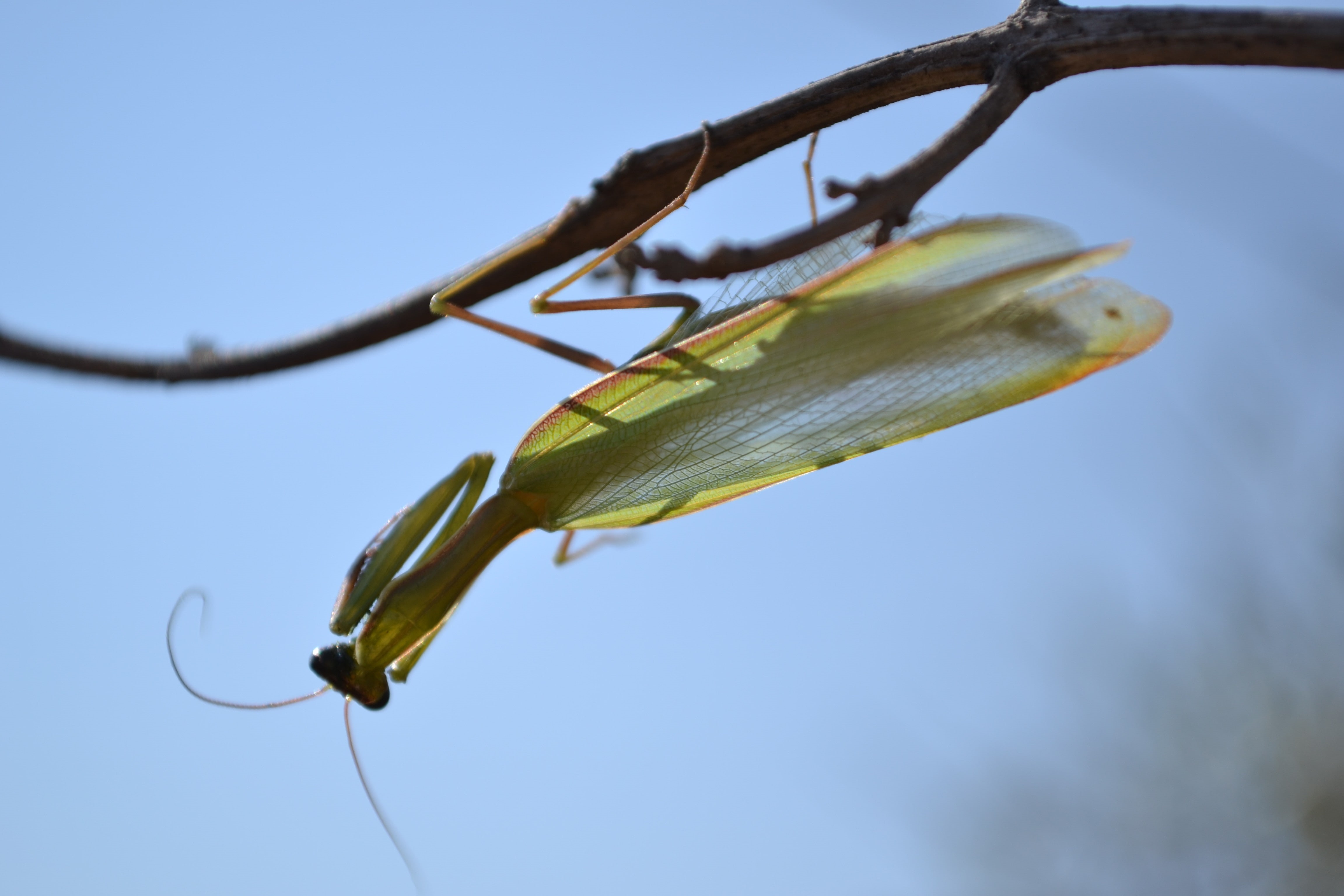 mantis, 4K, HD Wallpaper