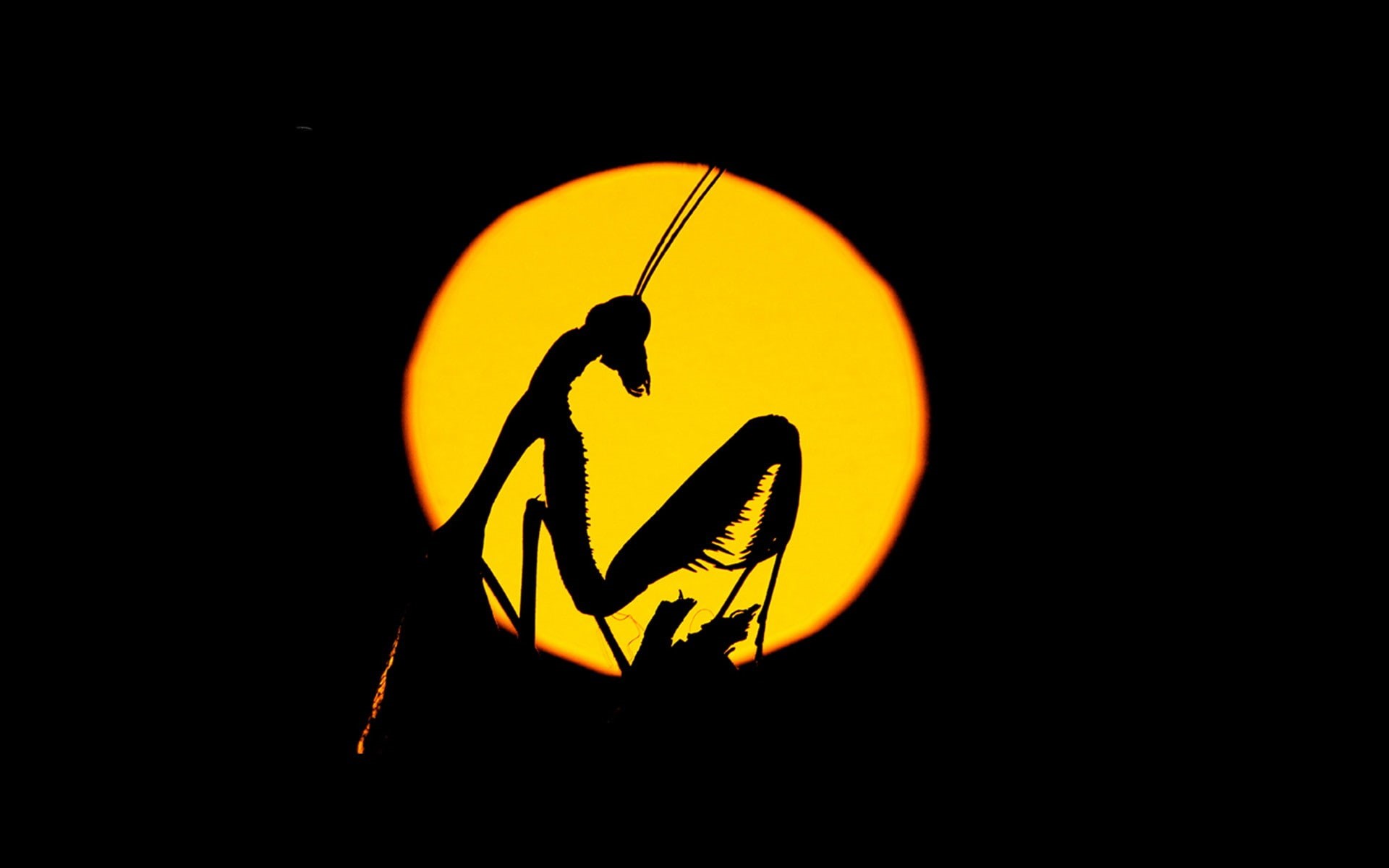 text, nature, orange color, representation, illuminated, no people, Praying Mantis, communication, close-up, dark, studio shot, silhouette, black background, HD Wallpaper