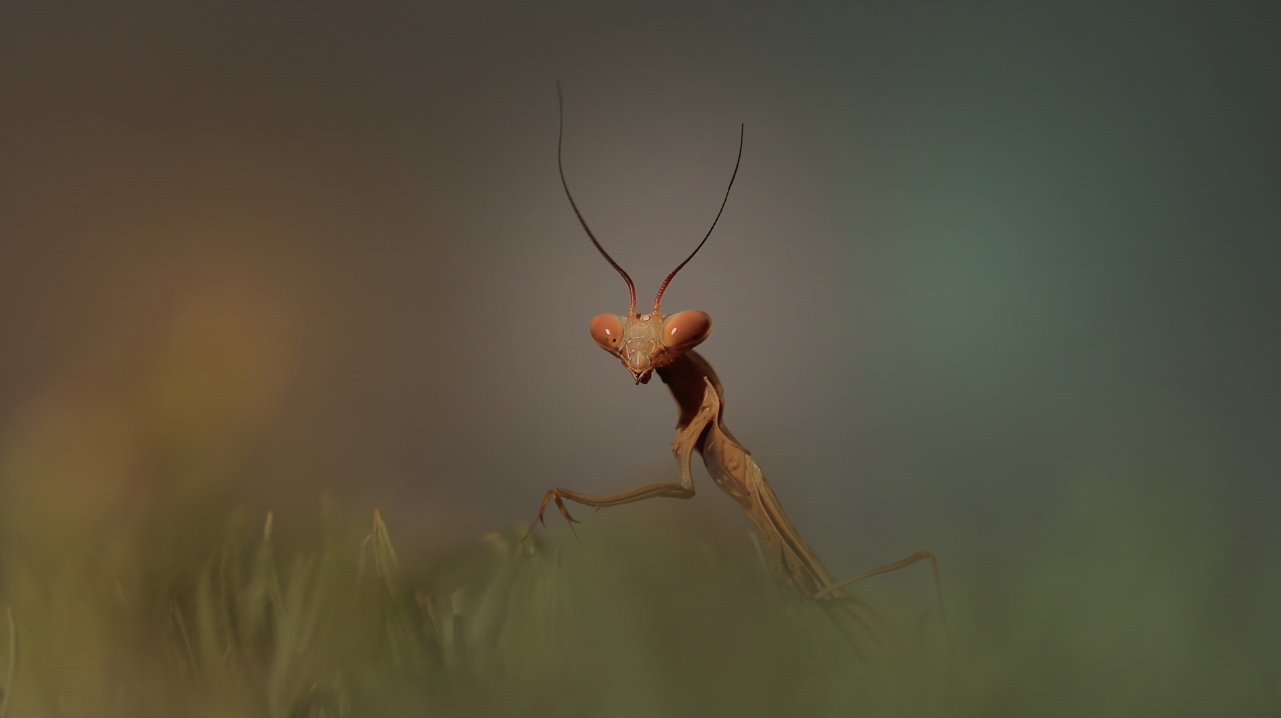 animal body part, day, insect, animal, animal themes, green color, focus on foreground, mantis, one animal, animals, arthropod, no people, outdoors, close-up, HD Wallpaper