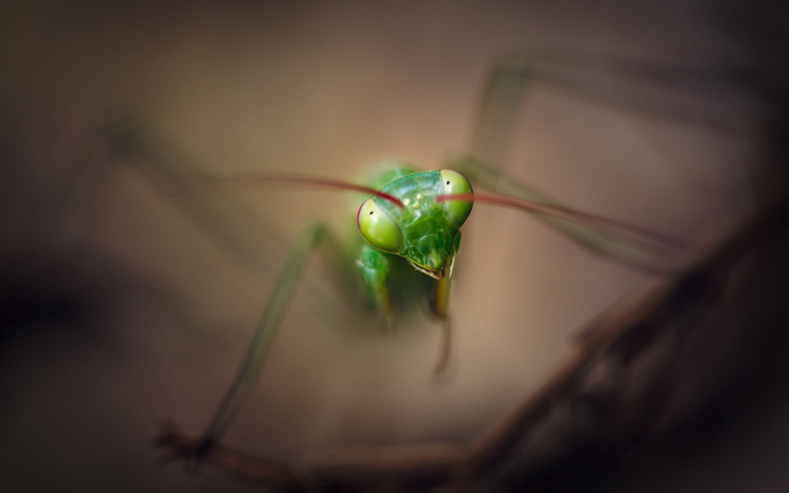 Praying Mantis, yellow, focus on foreground, animals in the wild, no people, animal themes, toy, macro, outdoors, animal eye, animals, close-up, animal head, HD Wallpaper