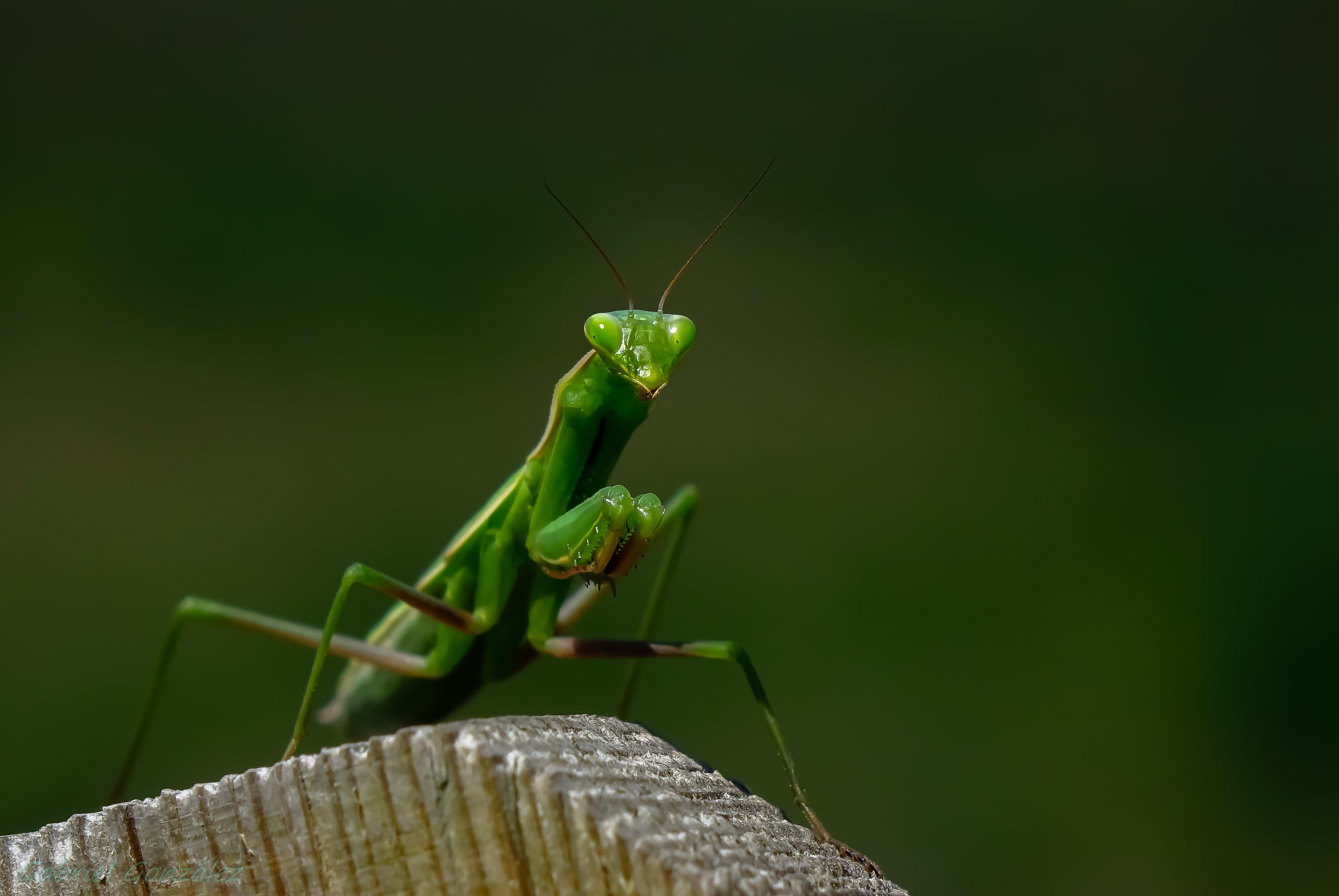 carnivore, RX, close-up, macro, animals, Photo, Xelo, praying Mantis, wildlife, 2K, nature, insect, invertebrate, green, praying, animal Leg, Coruña, animal, HD Wallpaper