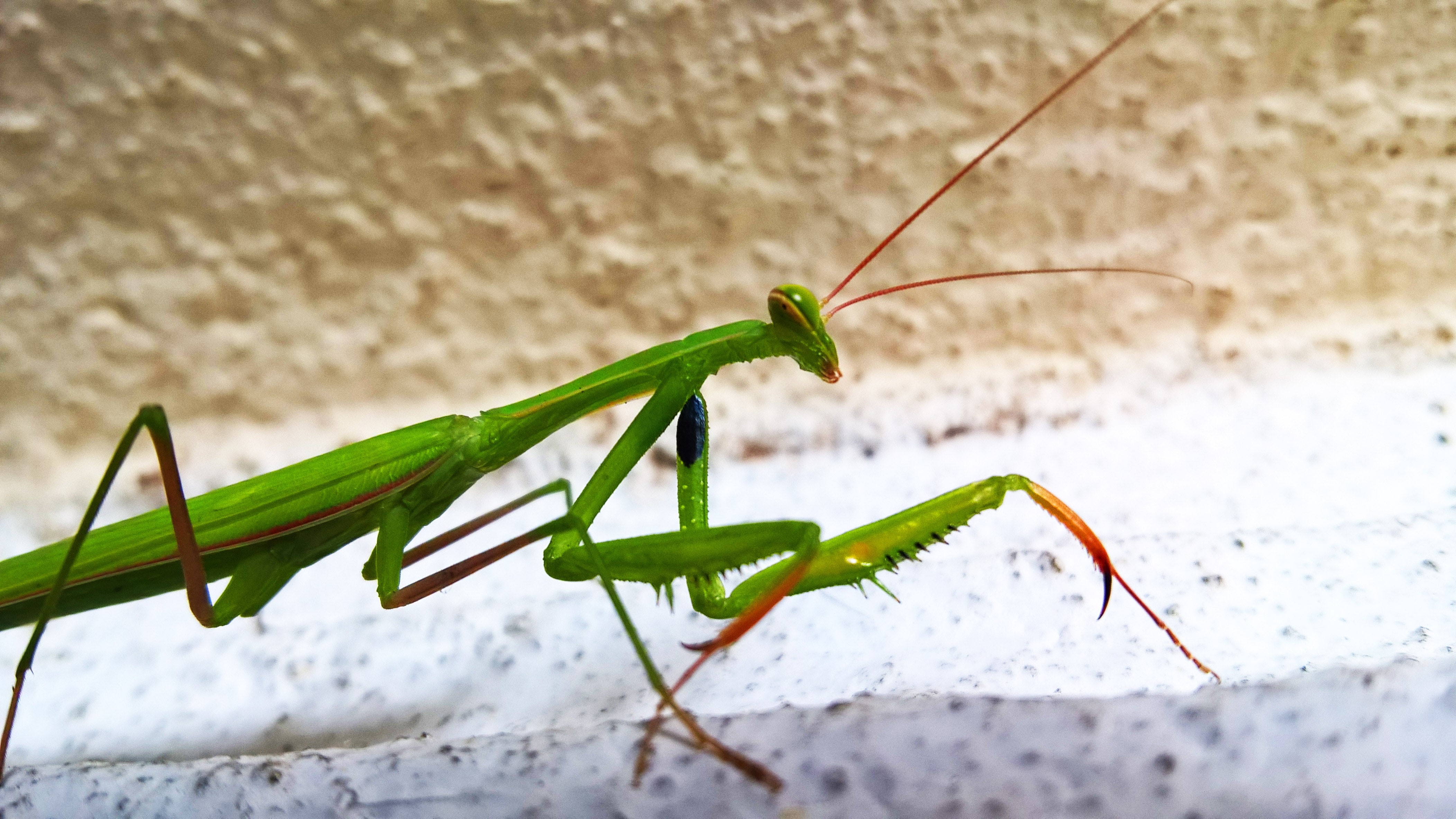 outdoors, animal wildlife, leaf, one animal, 4K, plant, invertebrate, close-up, animal eyes, day, animal antenna, insect, animals in the wild, no people, HD Wallpaper