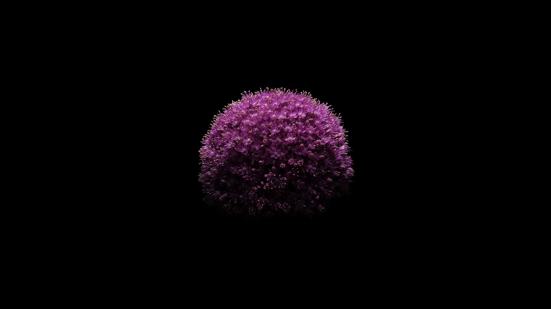 iOS 8, Flower, 1080P, Apple, Black, iPhone, HD Wallpaper