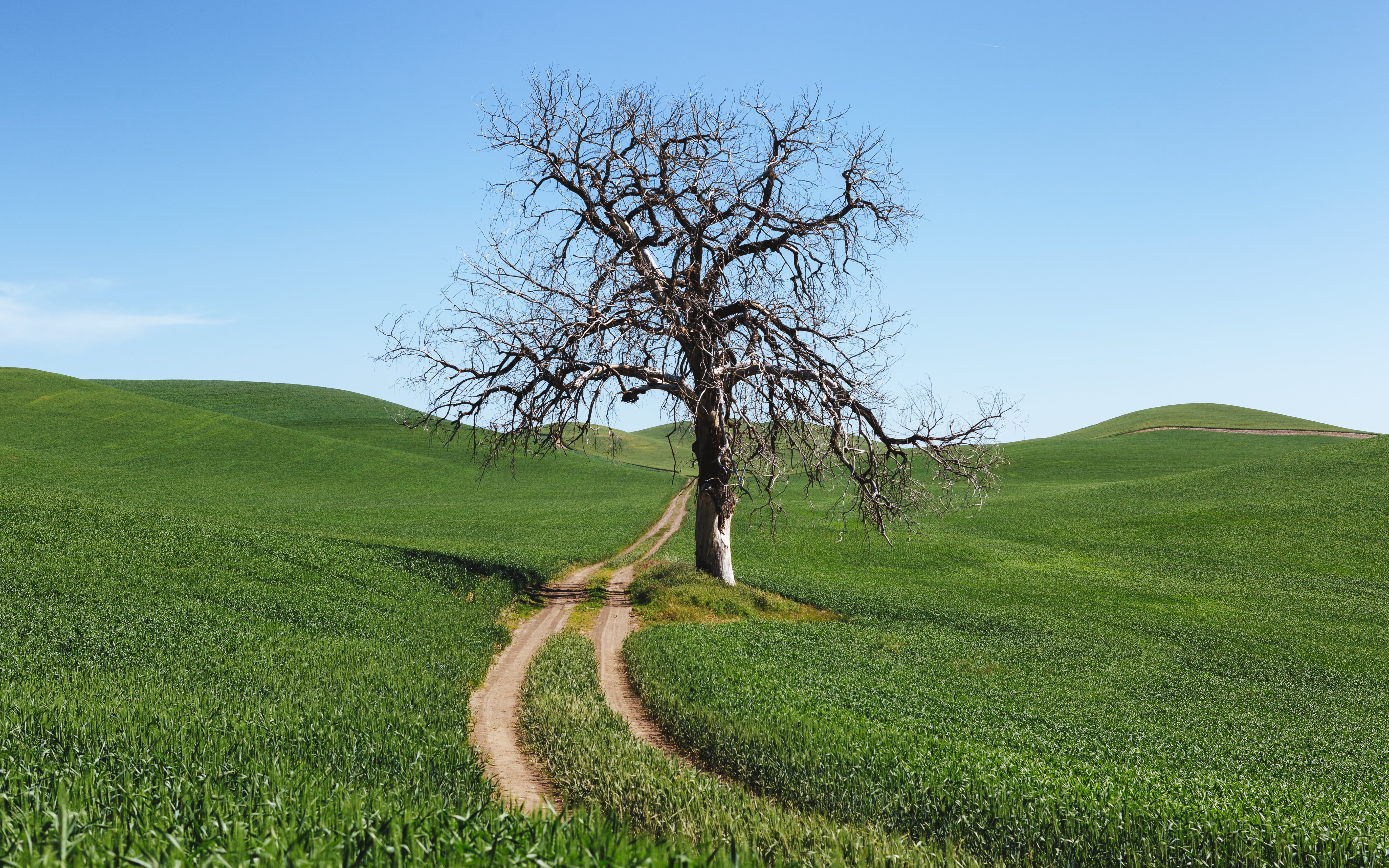 rural Scene, sky, fields, meadow, farm, hill, rural, westrock, agriculture, Canon EF, nature, tree, summer, lone tree, dirt road, land, beside, grass, pathway, HD Wallpaper