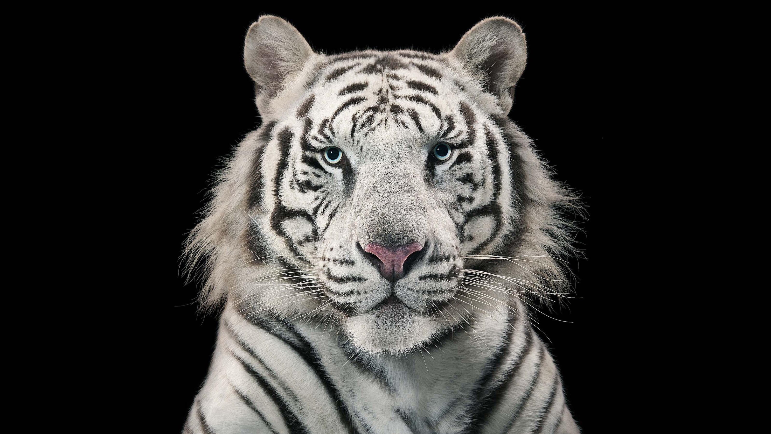front view, feline, big cat, White tiger, vertebrate, animal themes, black background, mammal, studio shot, portrait, animals in the wild, looking at camera, HD Wallpaper