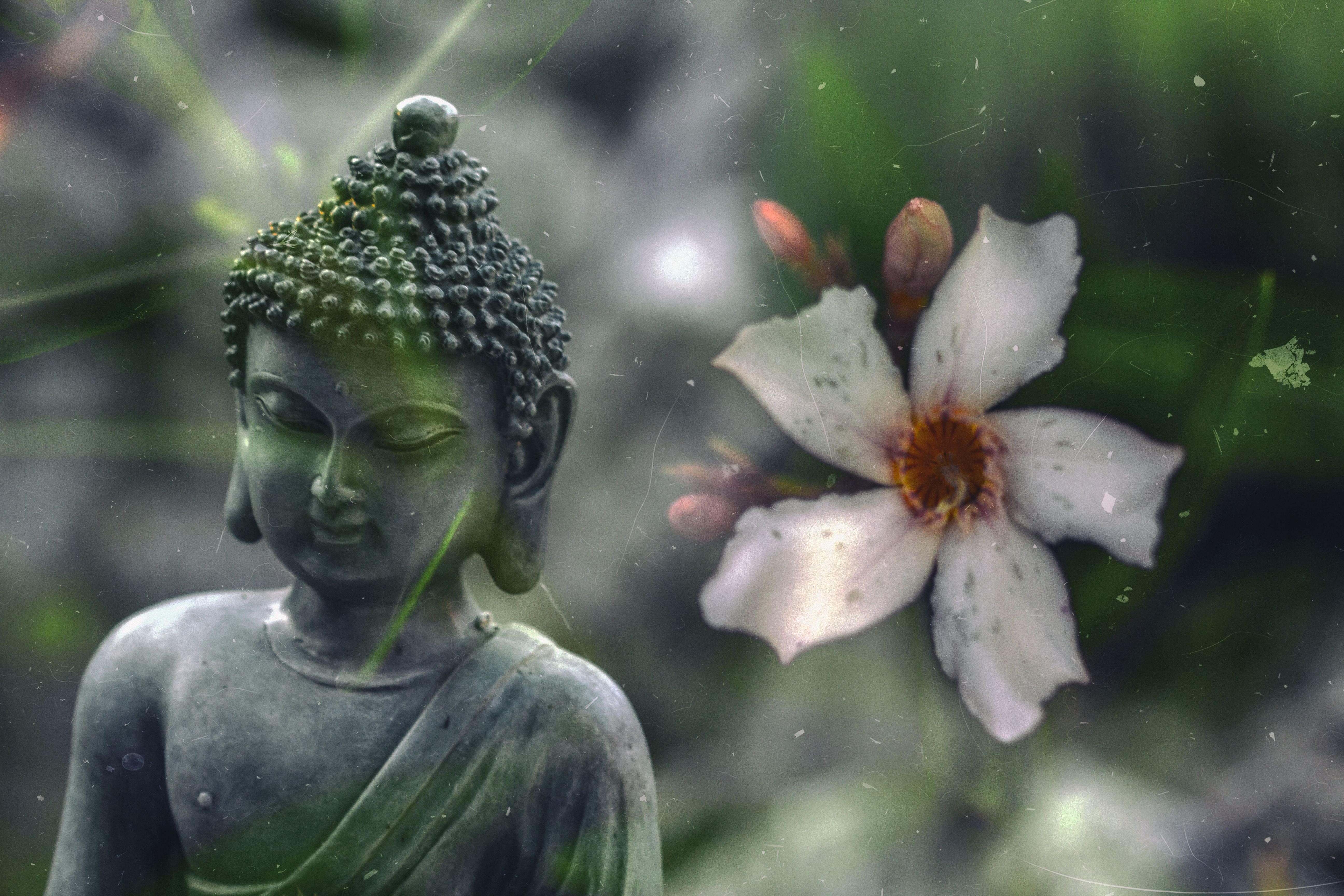 faith, flowering plant, photo, sculpture, art and craft, white, close, oriental, symbol, relaxation, buddhism, peace, hinduism, water, adenium, zen, white color, HD Wallpaper