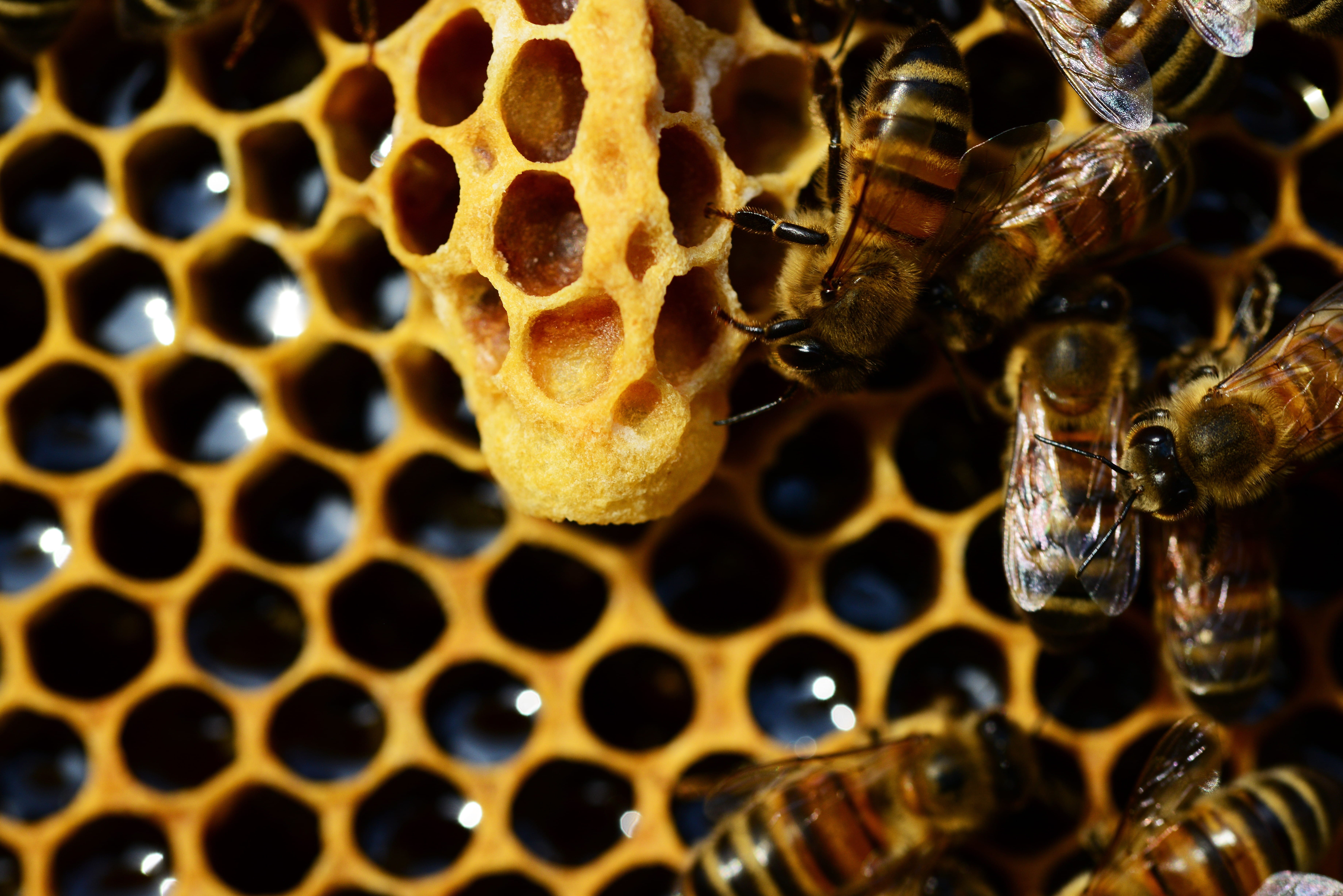 honey, open-ended queen cup, close-up, food and drink, invertebrate, large group of animals, animal themes, nature, insect, honey bee, comb, buckfast bees, HD Wallpaper