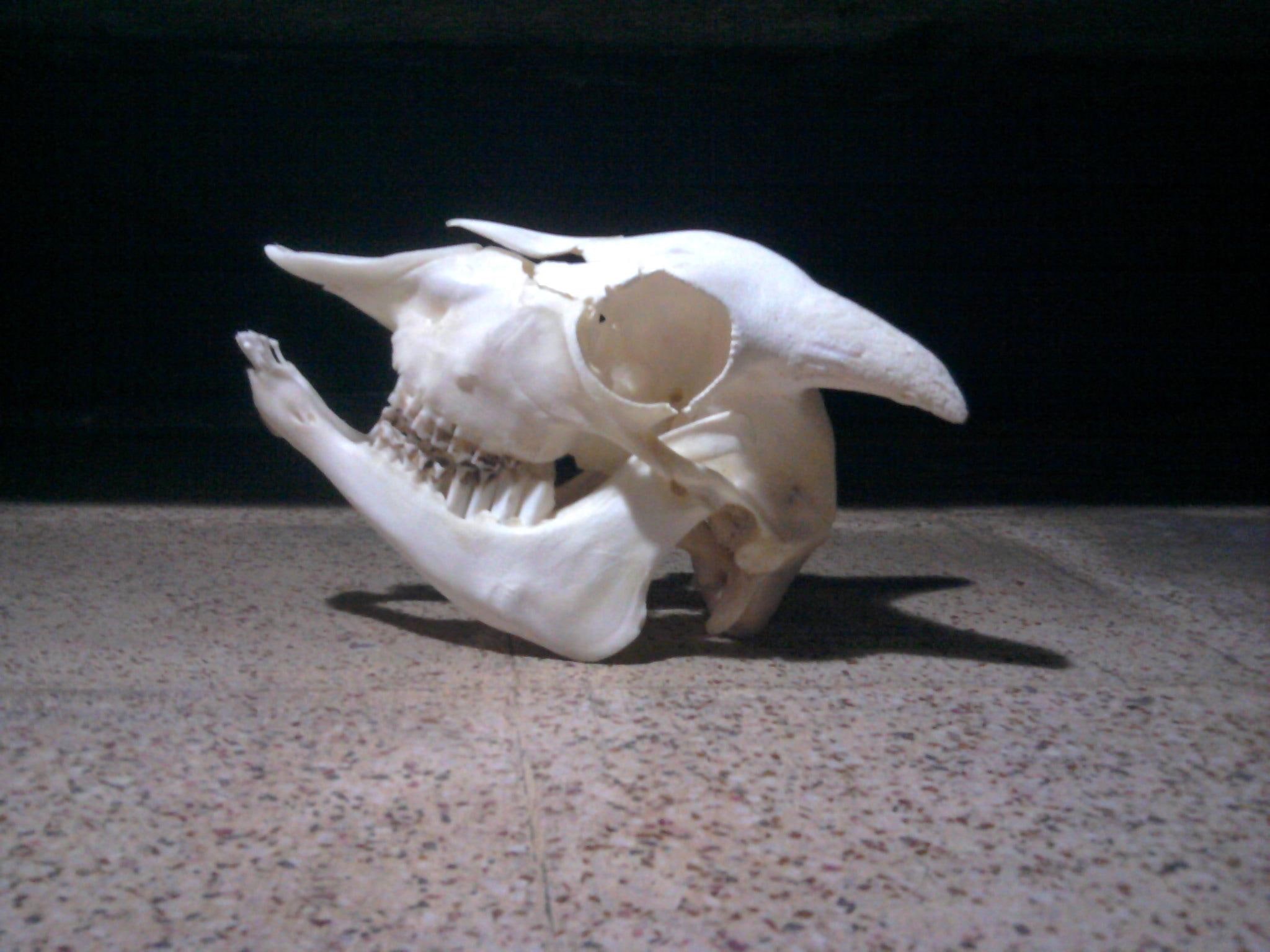 animals, masterpiece, 1080P, x264, x, bone, skull, goat, another, HD Wallpaper