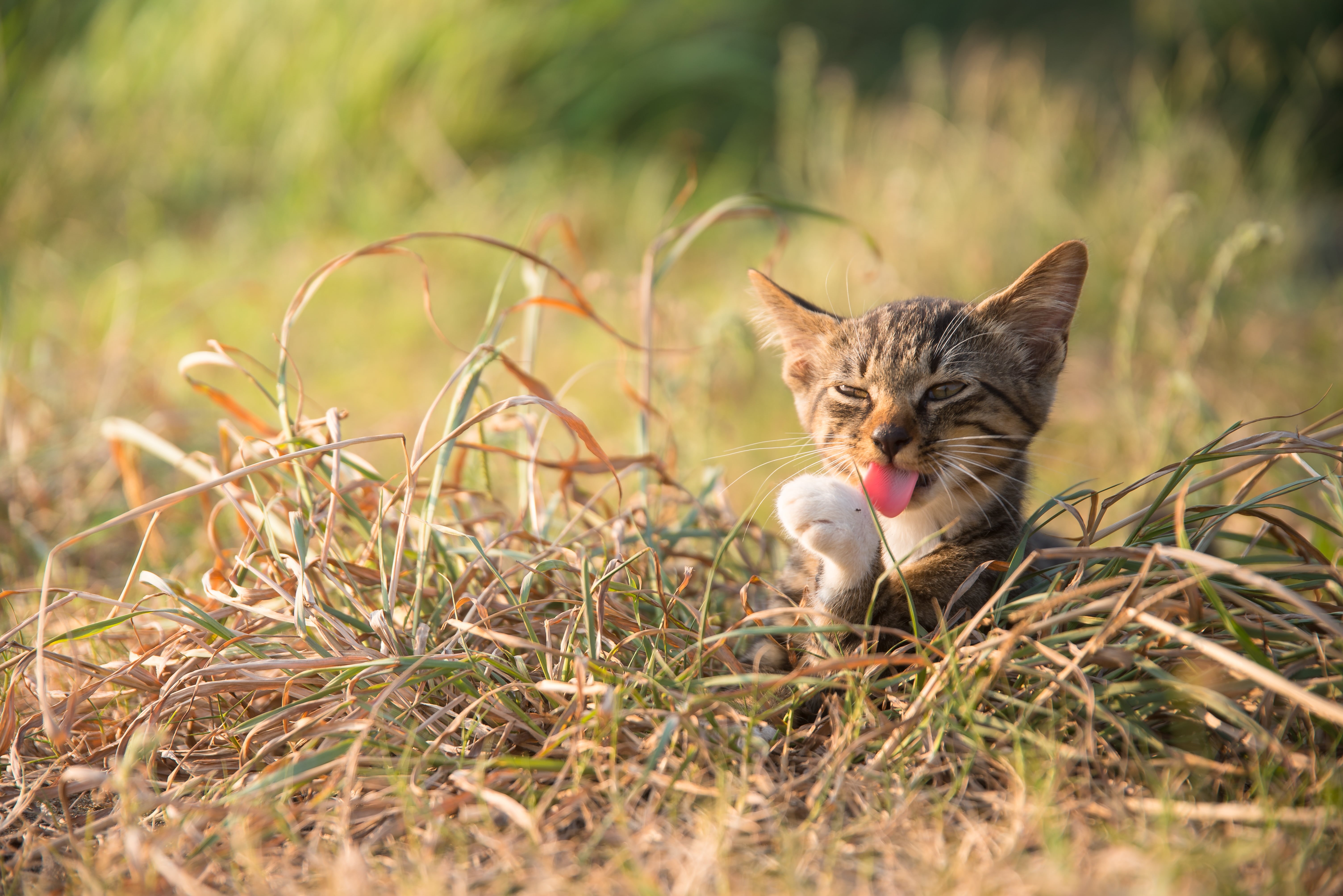 outdoors, Japan, domestic Cat, cute, 猫, kitten, domestic Animals, tora, nature, Cat, ant, ネコ, pets, 5K, Kiji, brown, licking, green, foot, green grass, HD Wallpaper