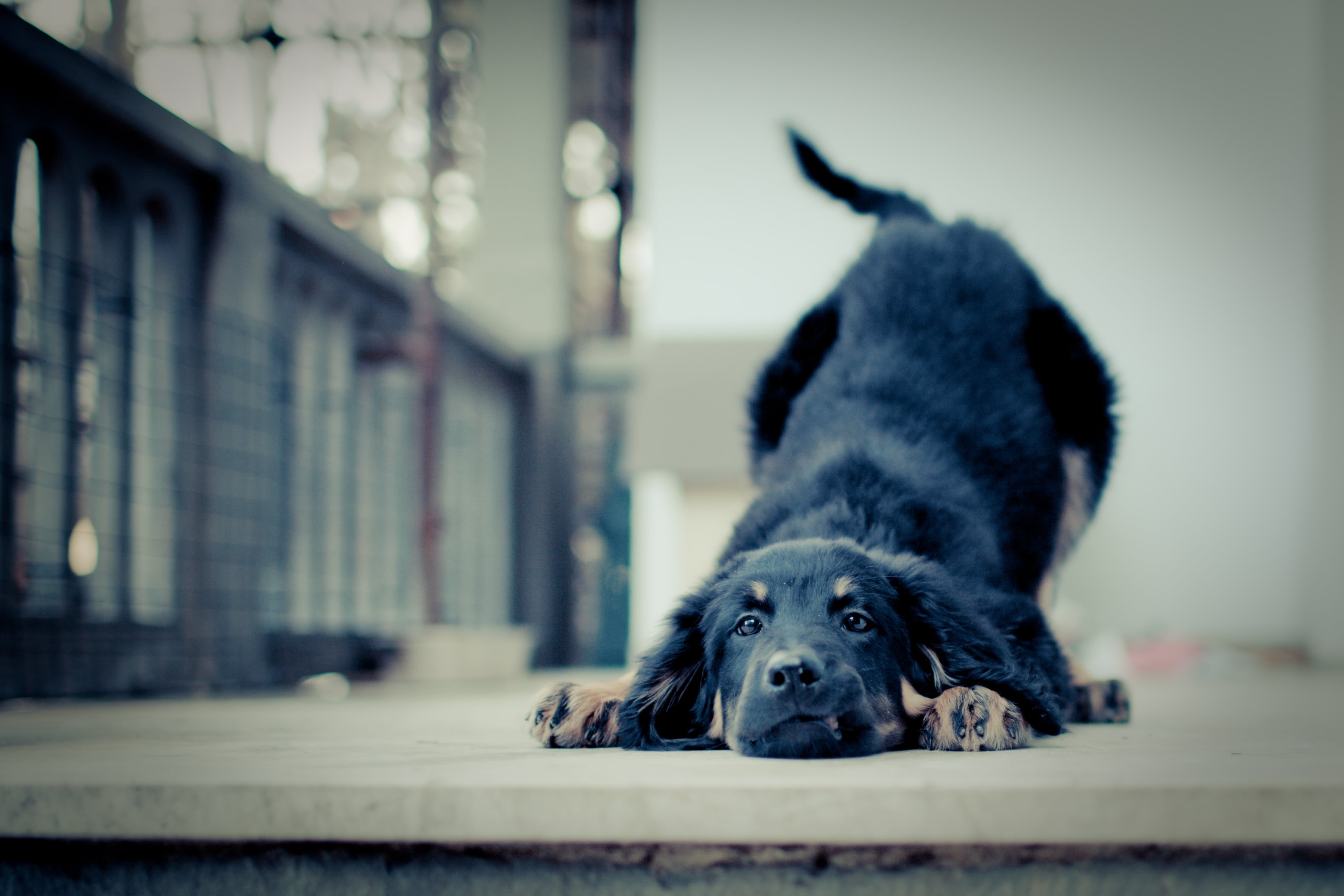 gray, canine, black, animal, cute, hovawart, puppy, the little dog laughed, 2K, shift, outdoors, coated, tilt shift lens, lens, pets, dog, USM, laying, HD Wallpaper
