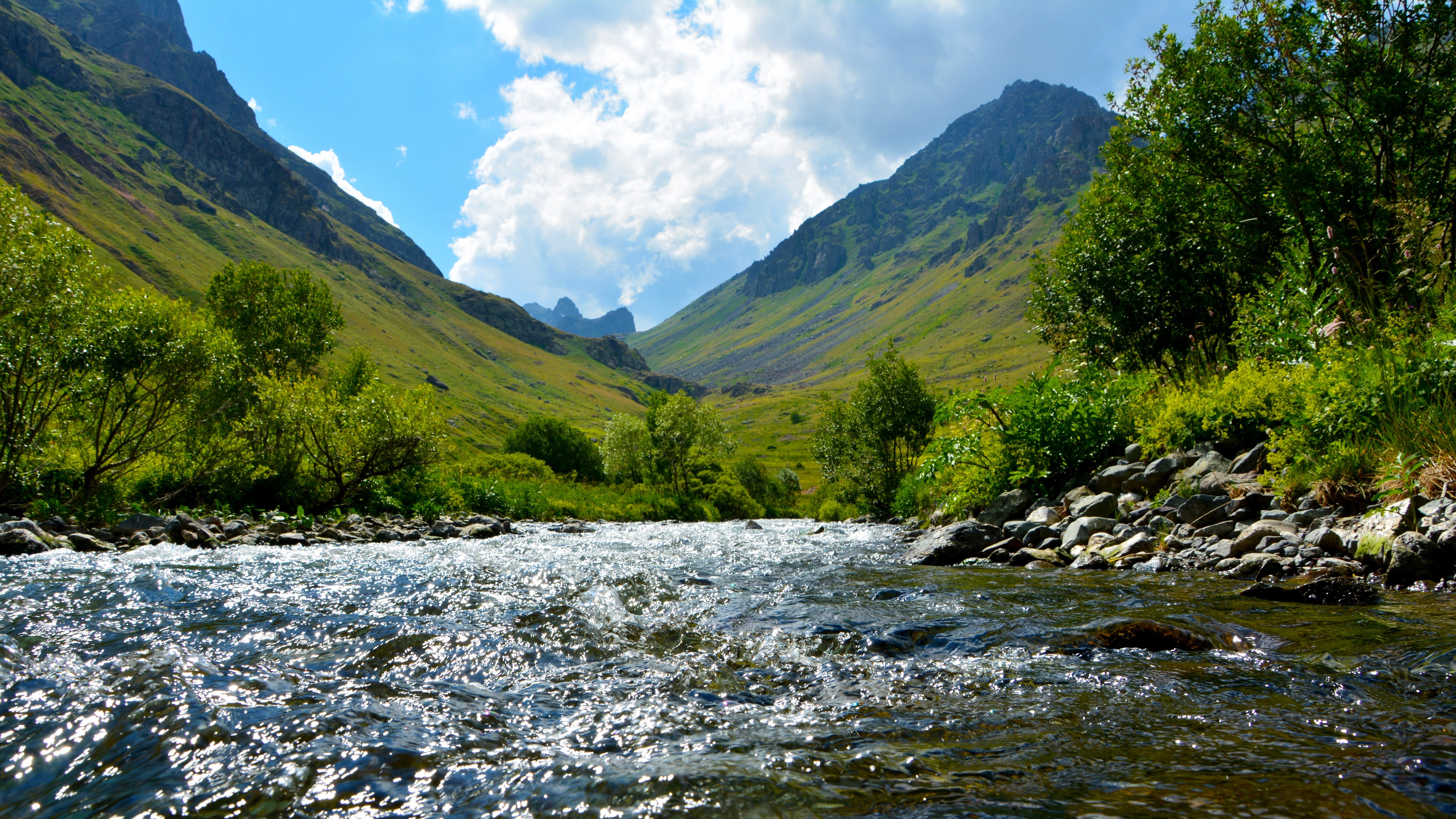 flowers, black sea, unbelievable, landscapes nature, flowing, plant, season, grassland, flowing water, natural life, coniferous tree, natural turkey, rize, HD Wallpaper