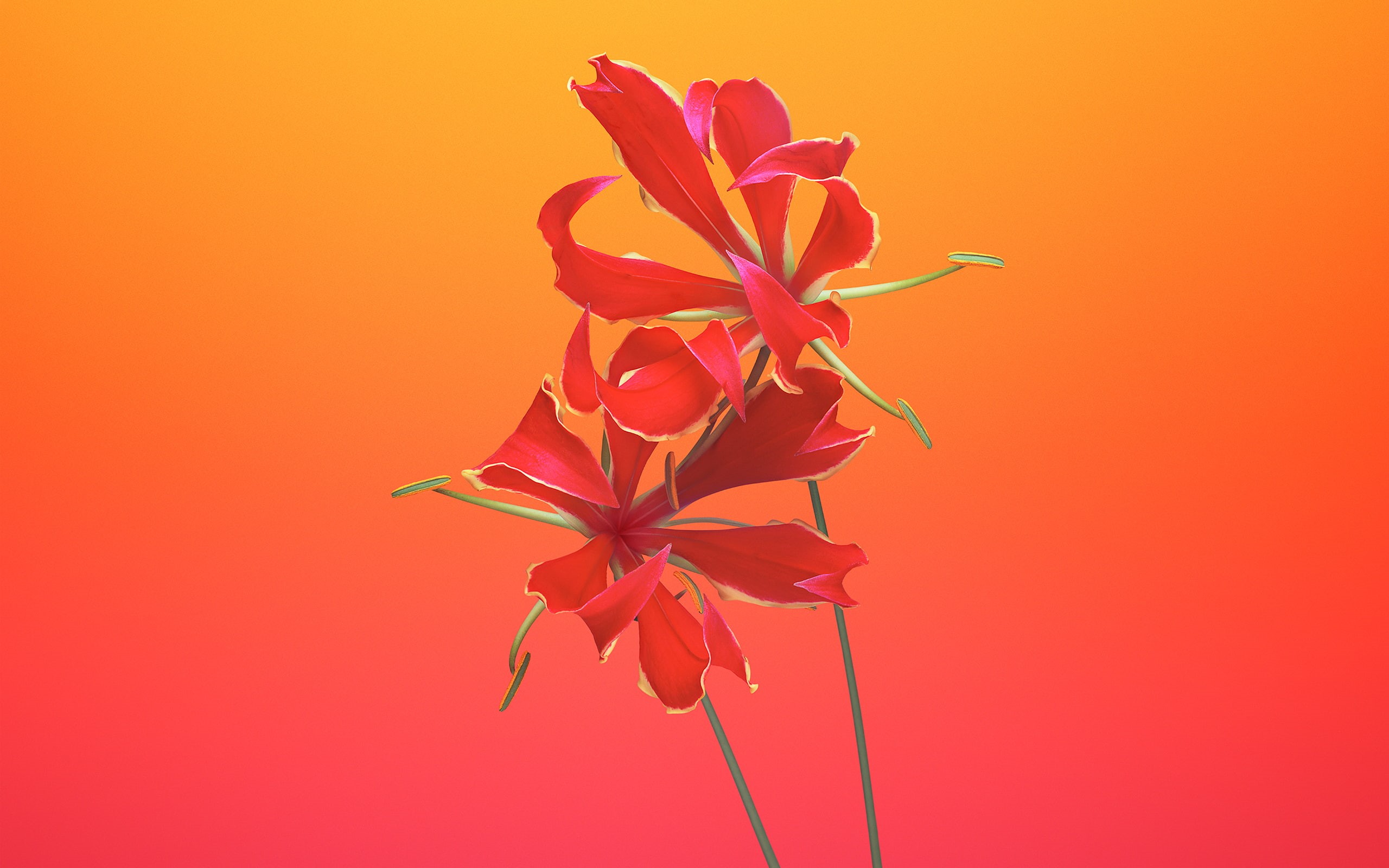 inflorescence, growth, plant, orange background, vulnerability, iPhone, nature, 2K, flower, colored background, fragility, freshness, purple, red, Gloriosa, HD Wallpaper