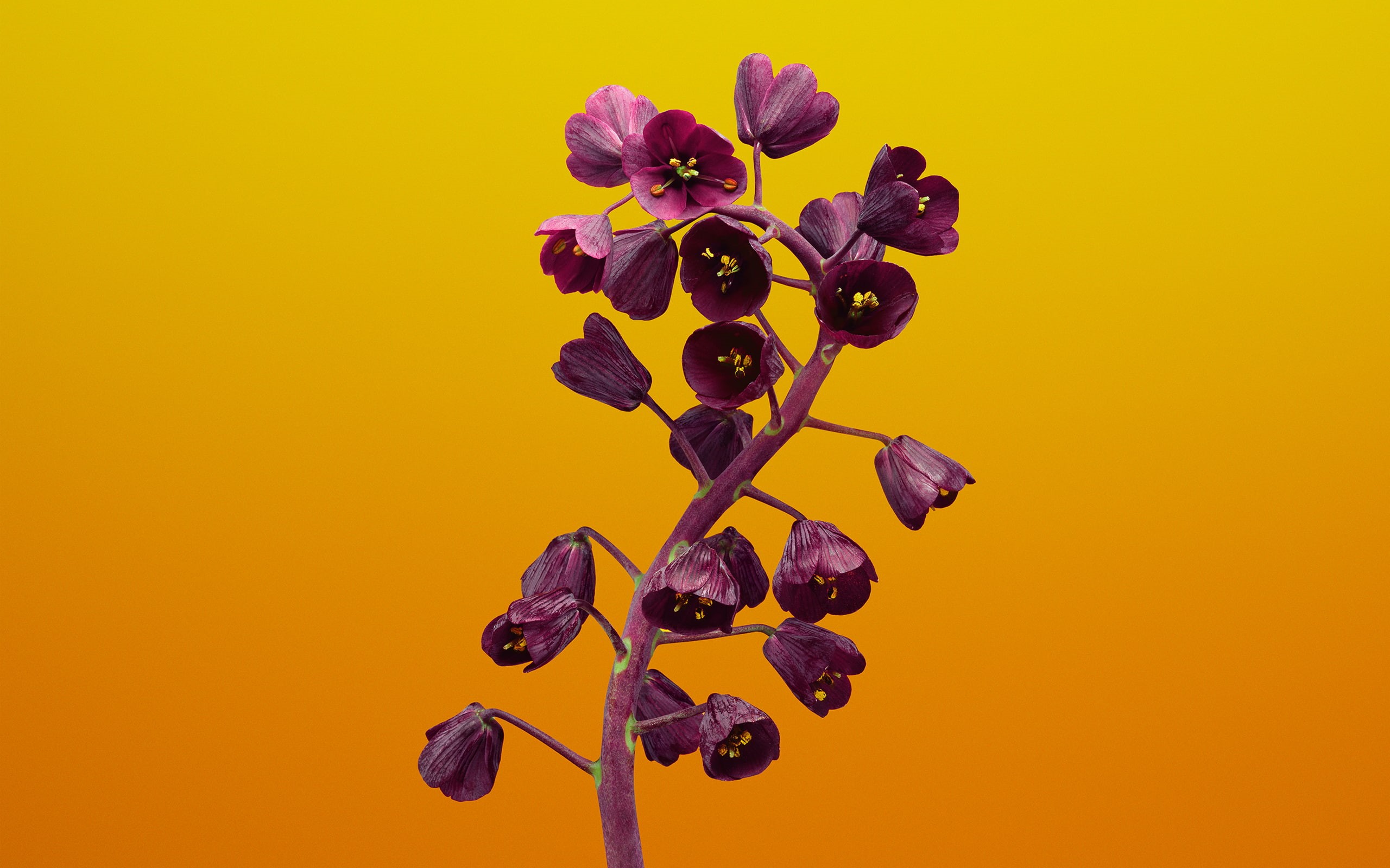 purple, Stock, freshness, flowering plant, yellow background, studio shot, beauty in nature, iOS, growth, fragility, Fritillaria, vulnerability, outdoors, HD Wallpaper