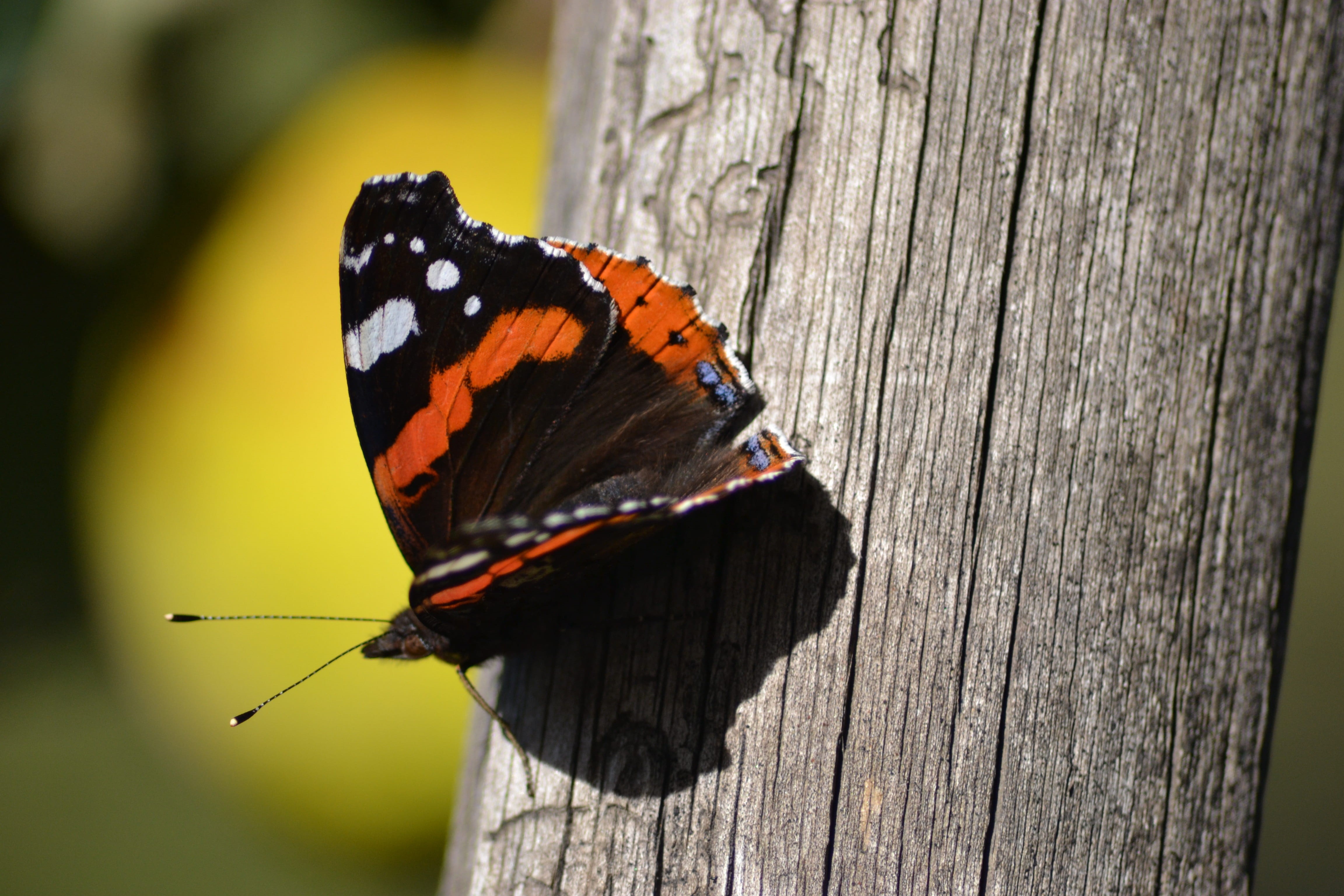 day, butterfly, invertebrate, focus on foreground, beauty in nature, wood - material, 4K, animal themes, plant, no people, animal markings, close-up, outdoors, HD Wallpaper