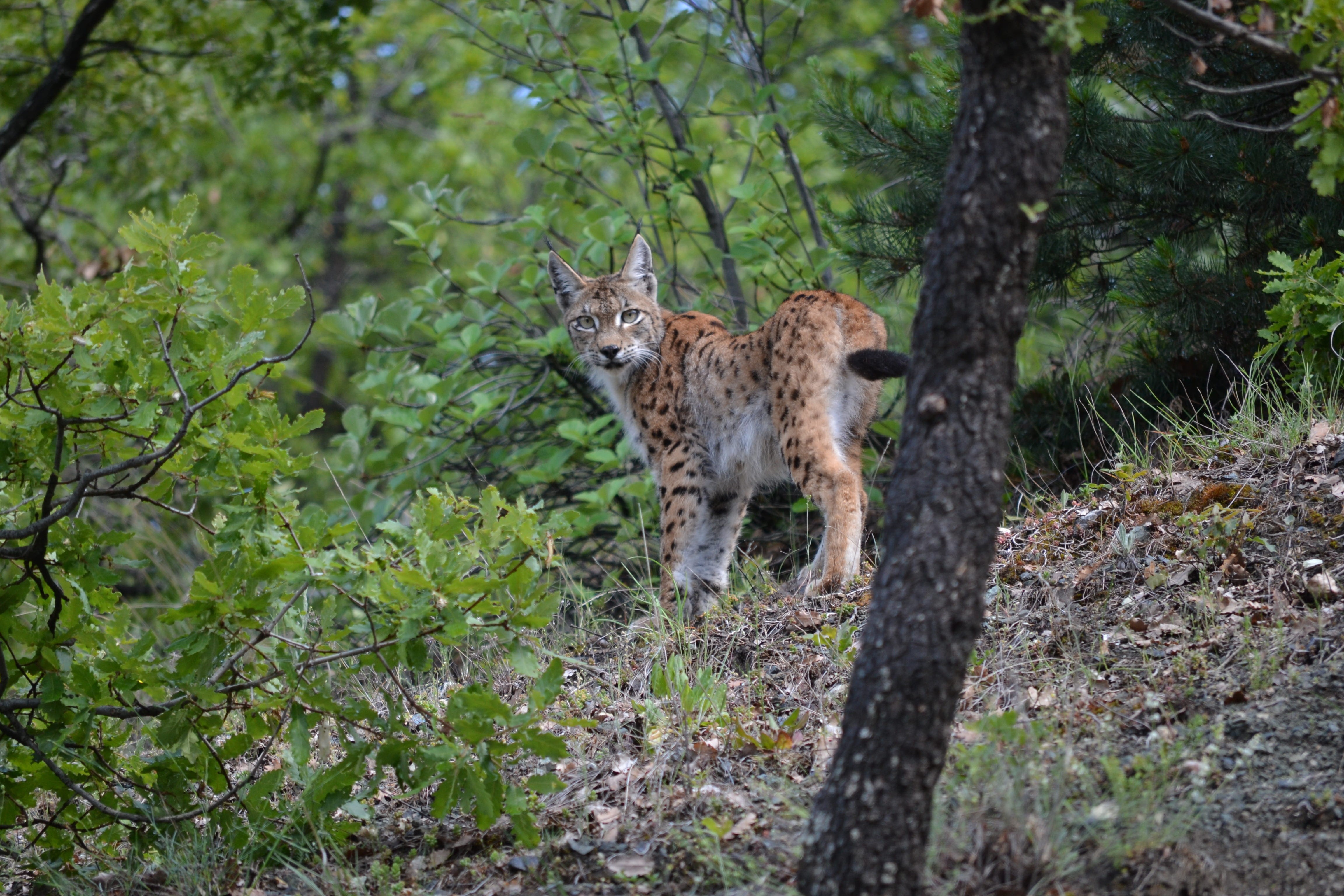 land, growth, 4K, nature, tree, forest, animals in the wild, animal themes, mammal, lynx, wildcat, cat, pets, portrait, vertebrate, one animal, domestic, HD Wallpaper