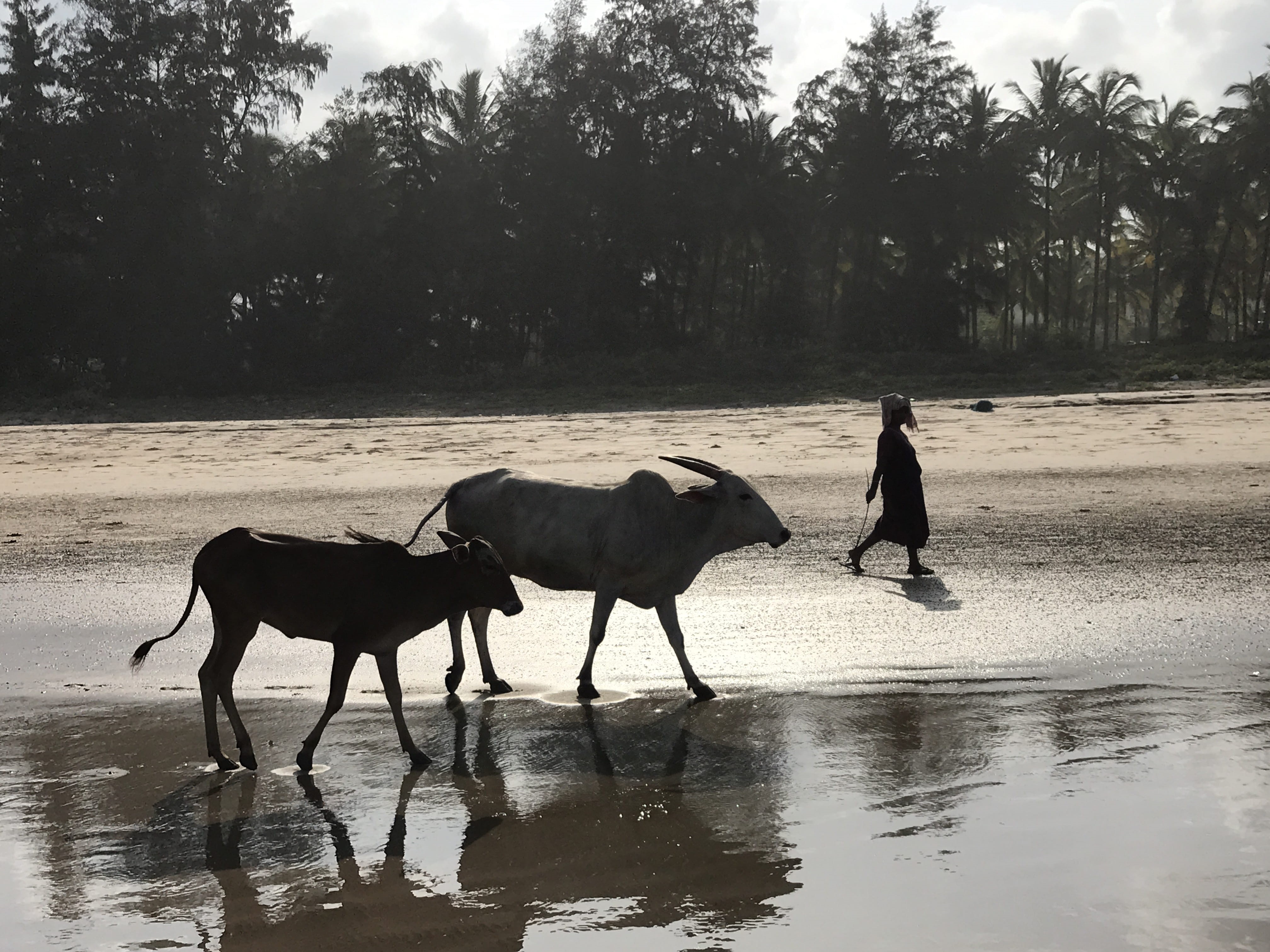 nature, plant, india, waterfront, land, beach, tree, real people, herbivorous, vertebrate, 4K, water, outdoors, lifestyles, men, sea, cow, one person, HD Wallpaper