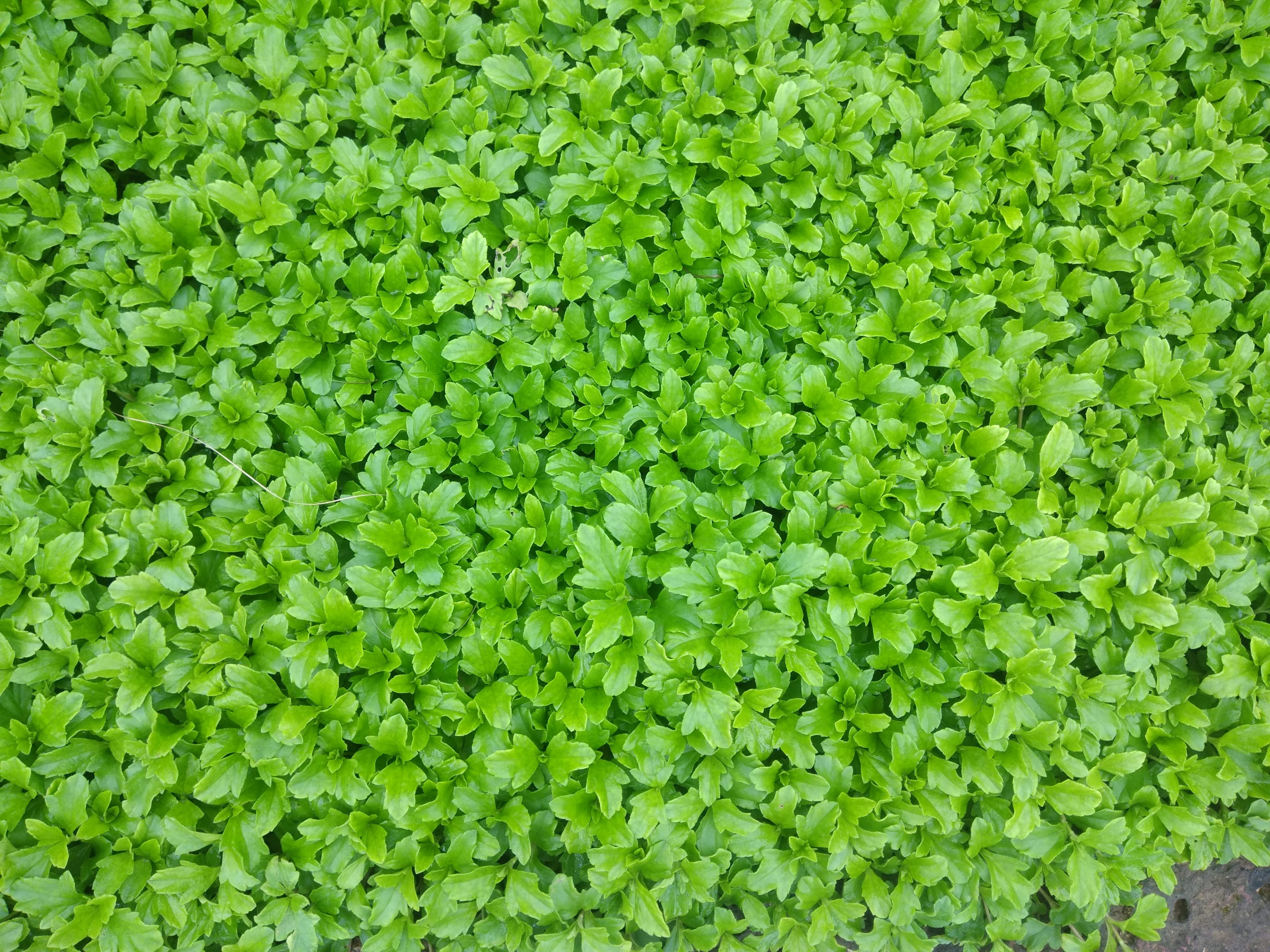 plant, india, green color, day, lush foliage, healthy eating, food and drink, food, vegetable, high angle view, directly above, ganpati pule, abundance, HD Wallpaper