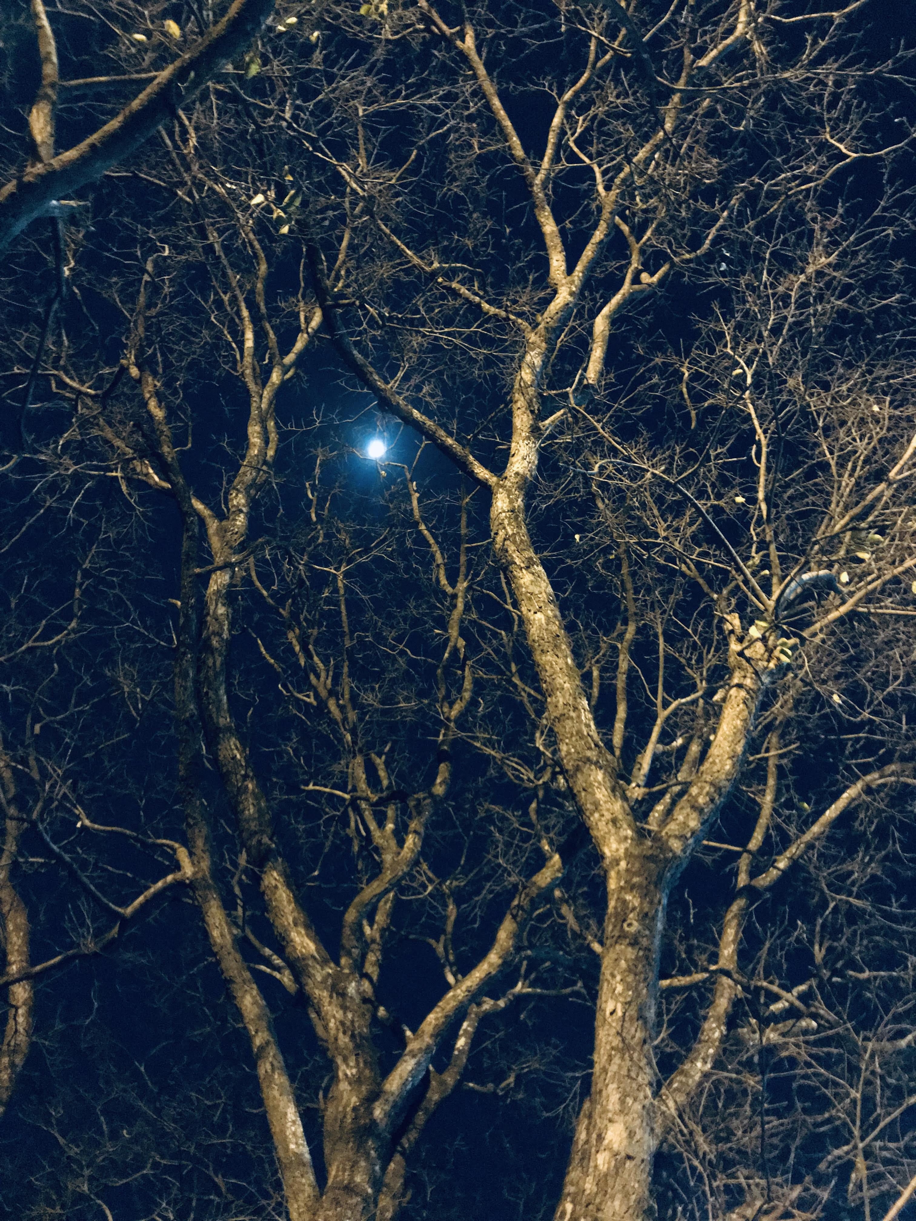 housing, weather, light, pune, tranquility, flare, 4K, universe, bare tree, outer space, astronomy, plant, full frame, no people, landscape, illuminated, Phone HD Wallpaper