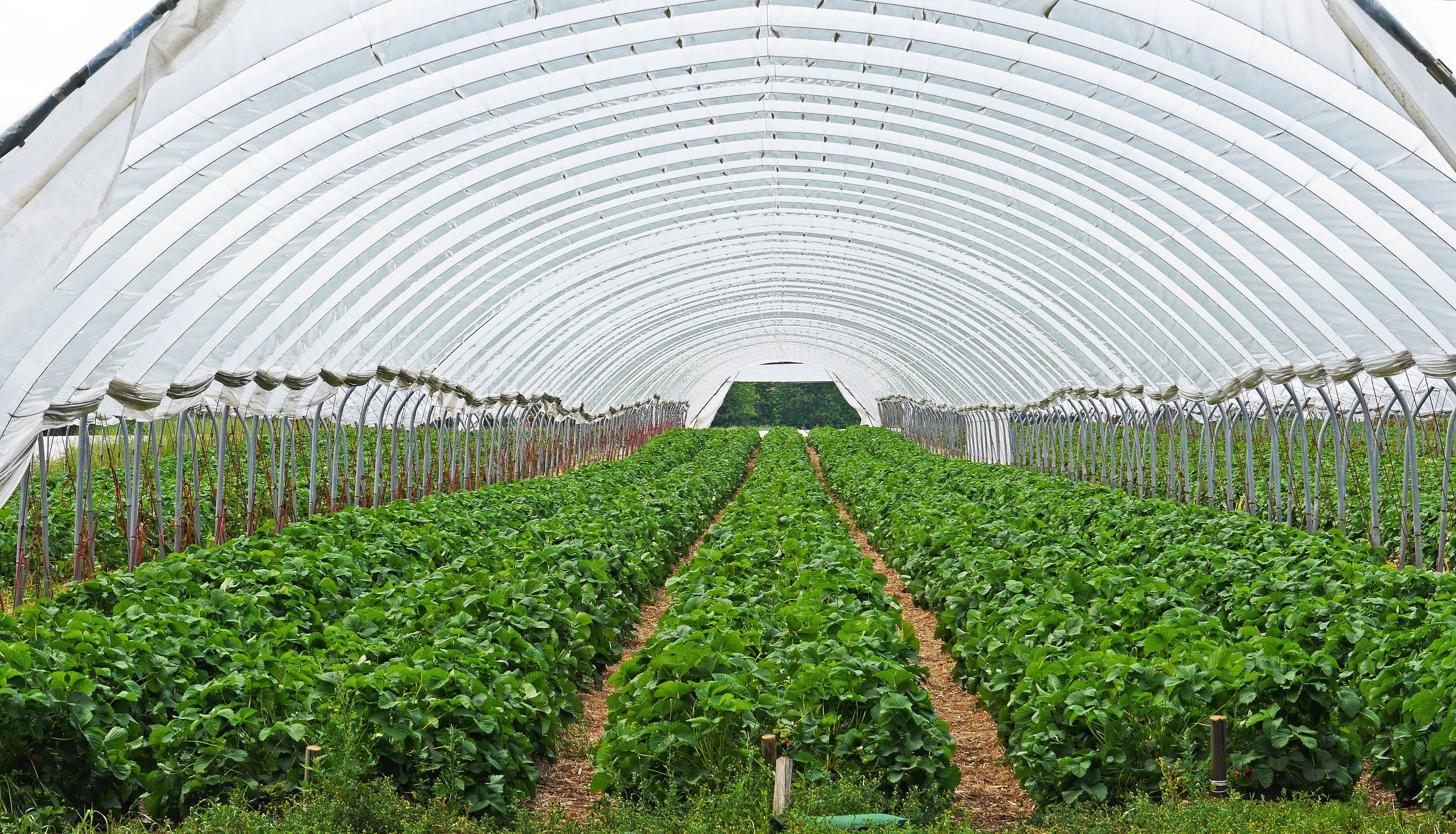 no people, land, strawberries, strawberry field, transparent film, plant nursery, in a row, weather protection, 4K, day, green color, grass, heat, crop, HD Wallpaper
