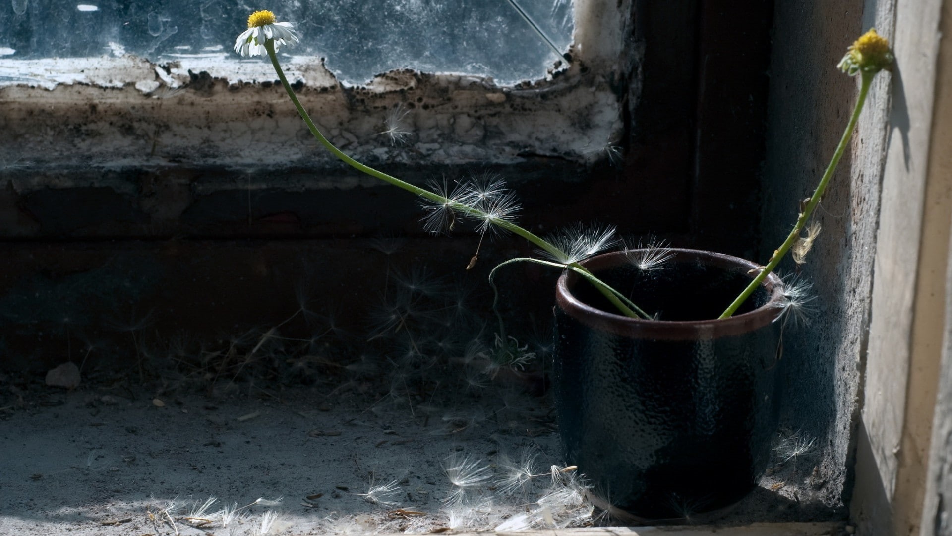 nature, container, fragility, potted plant, vulnerability, flowers, flowering plant, broom, architecture, outdoors, day, plant, leaf, growth, window, wall, HD Wallpaper