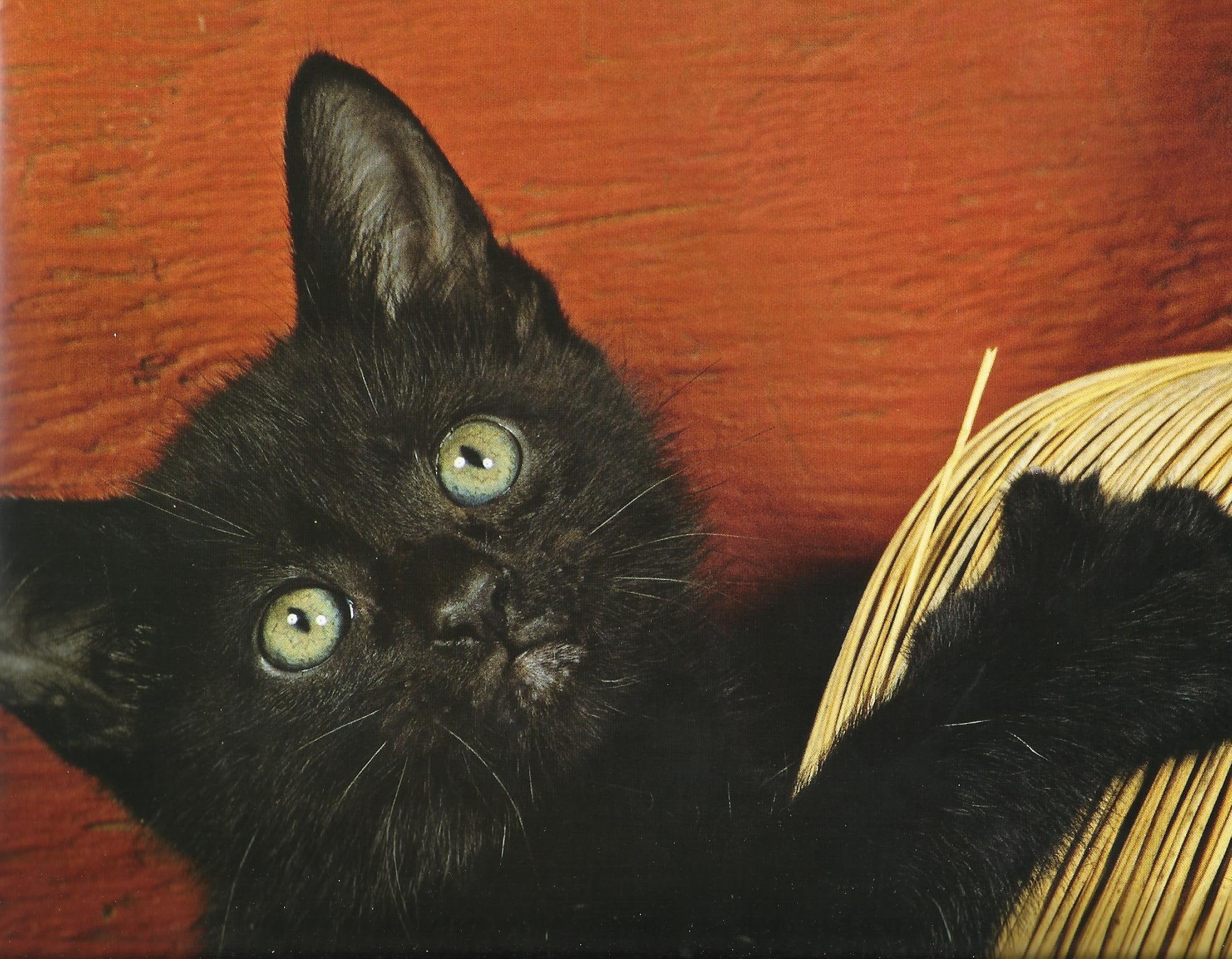 1080P, animals, black, brack, cat, feline, broom, HD Wallpaper