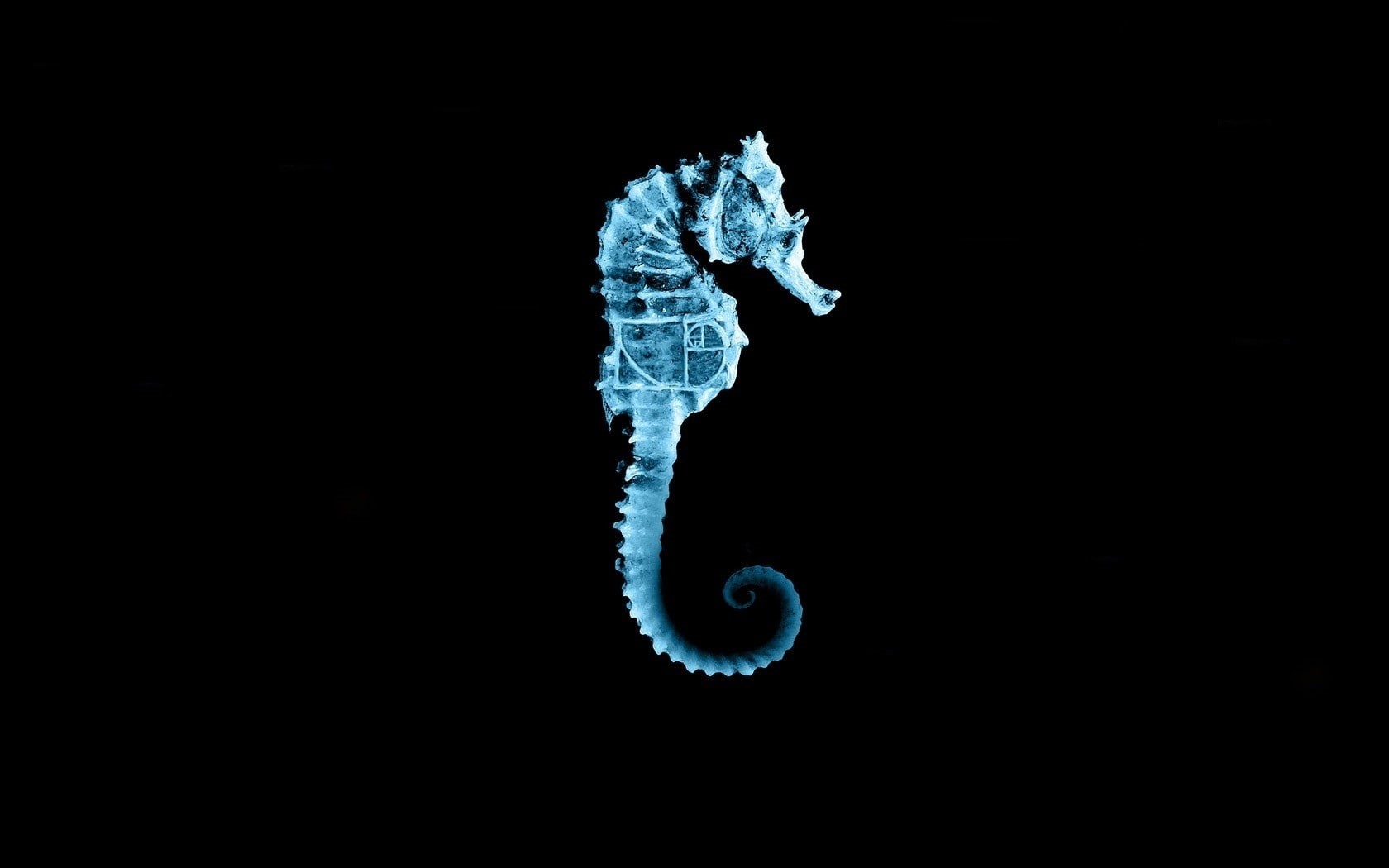 art, x, 720P, horses, animals, seahorse, hd, Fringe, HD Wallpaper