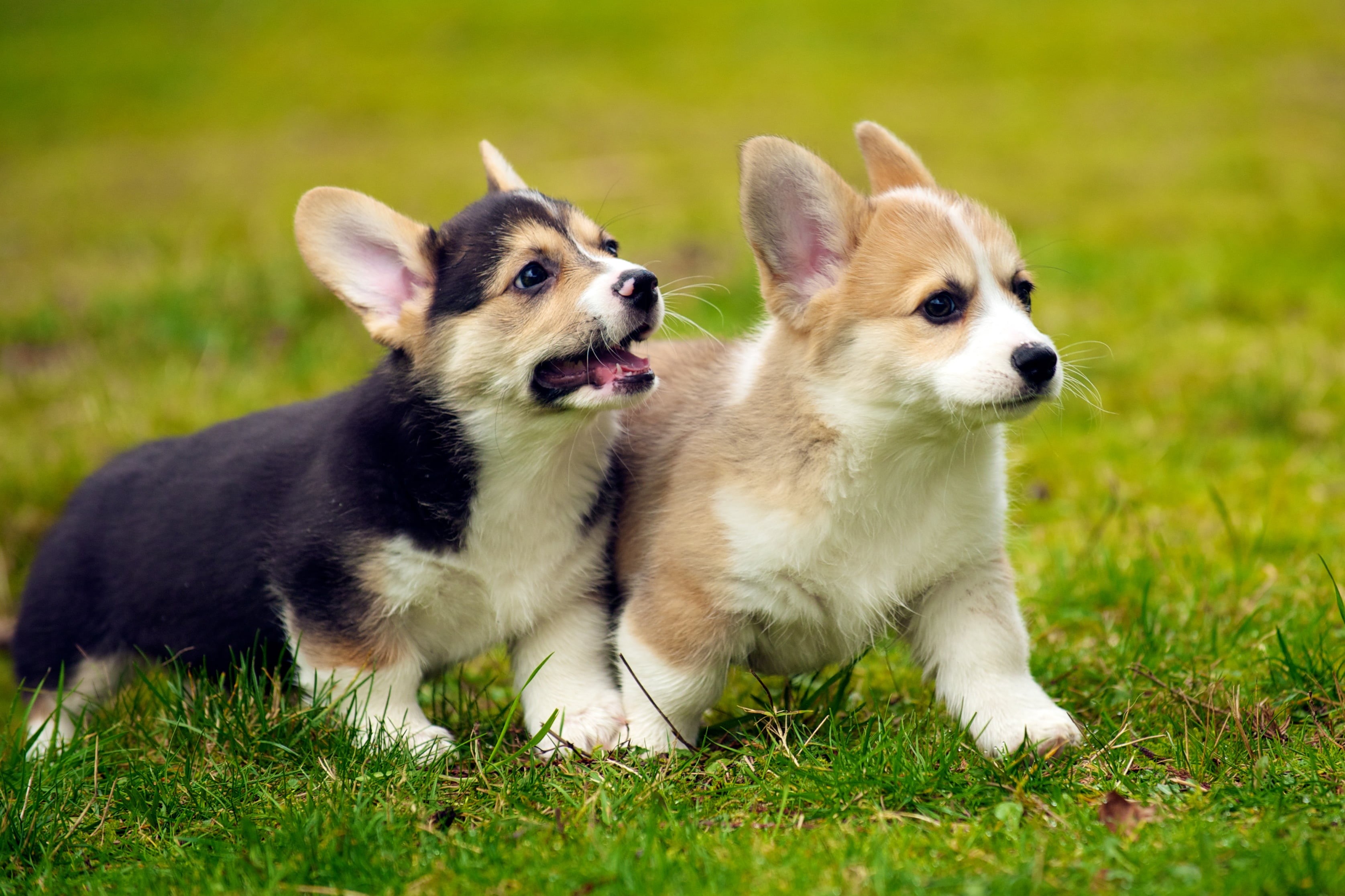 corgi, 2K, Nikkor, Zoom, f/2, VR, nature, dog, running, friendship, 70-200mm, canine, animal, outdoors, IF, small, cute, grass, 8G, purebred Dog, field, HD Wallpaper