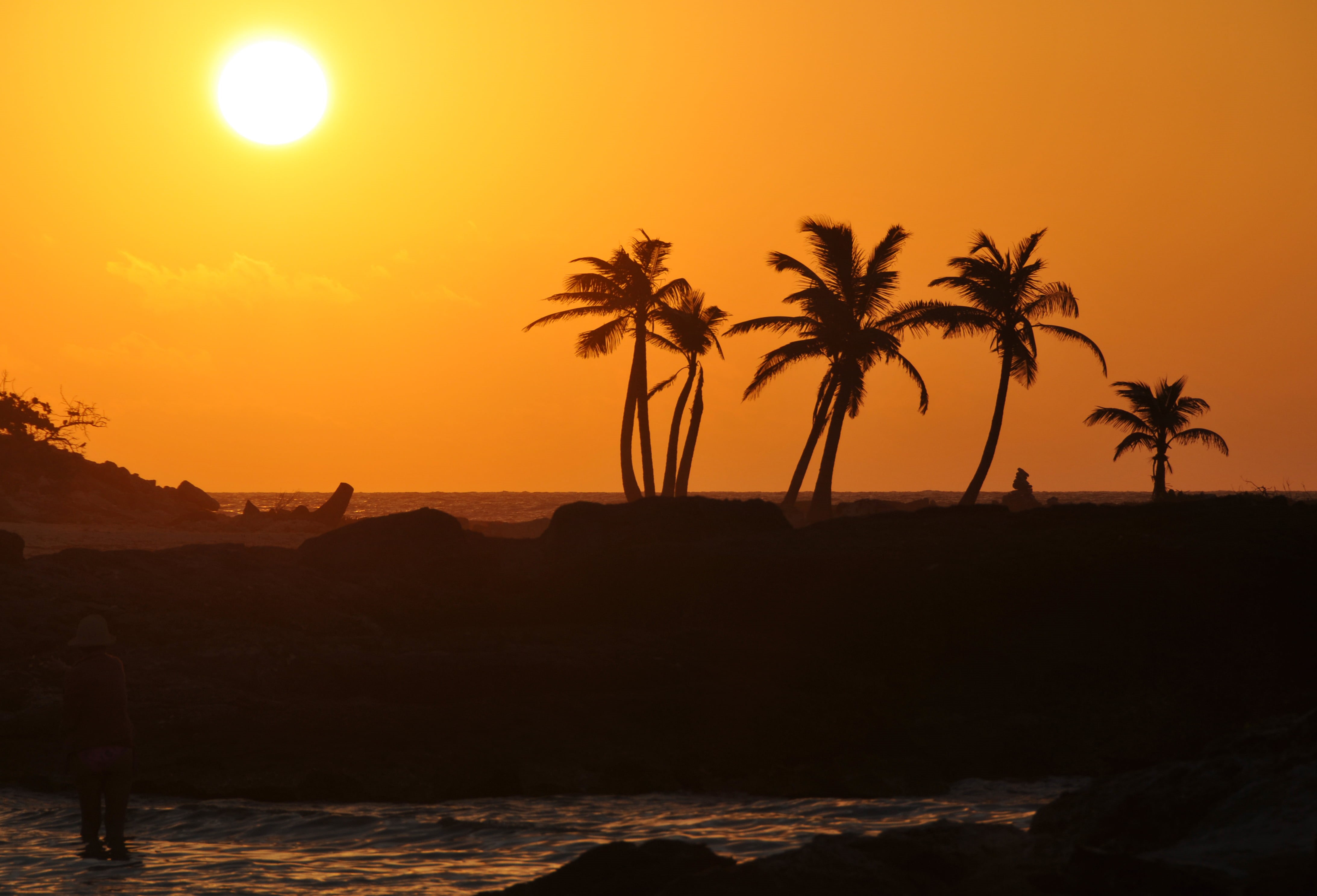 pine trees, travel, tropical Climate, silhouette, resort, summer, Riviera Maya, Mayan Riviera, pine, sunrise, landscape, Nikon, sun, Mexico, VR, 4K, hotel, HD Wallpaper