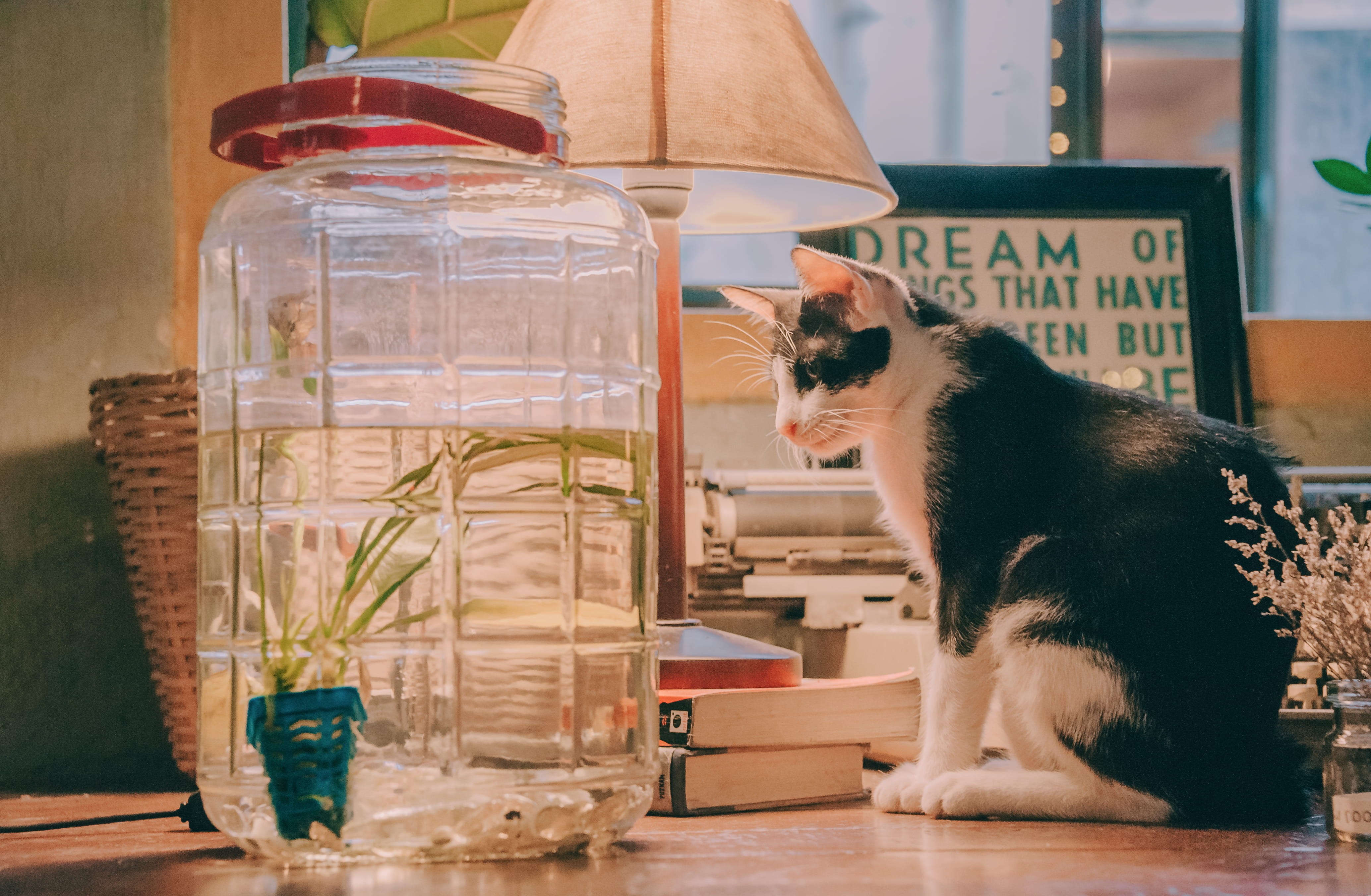 cute, indoors, white, jar, clear, wooden, kitty, transparent, dog, vertebrate, pets, beside, pet, dispenser, kitten, 4K, domestic animals, container, animal themes, HD Wallpaper