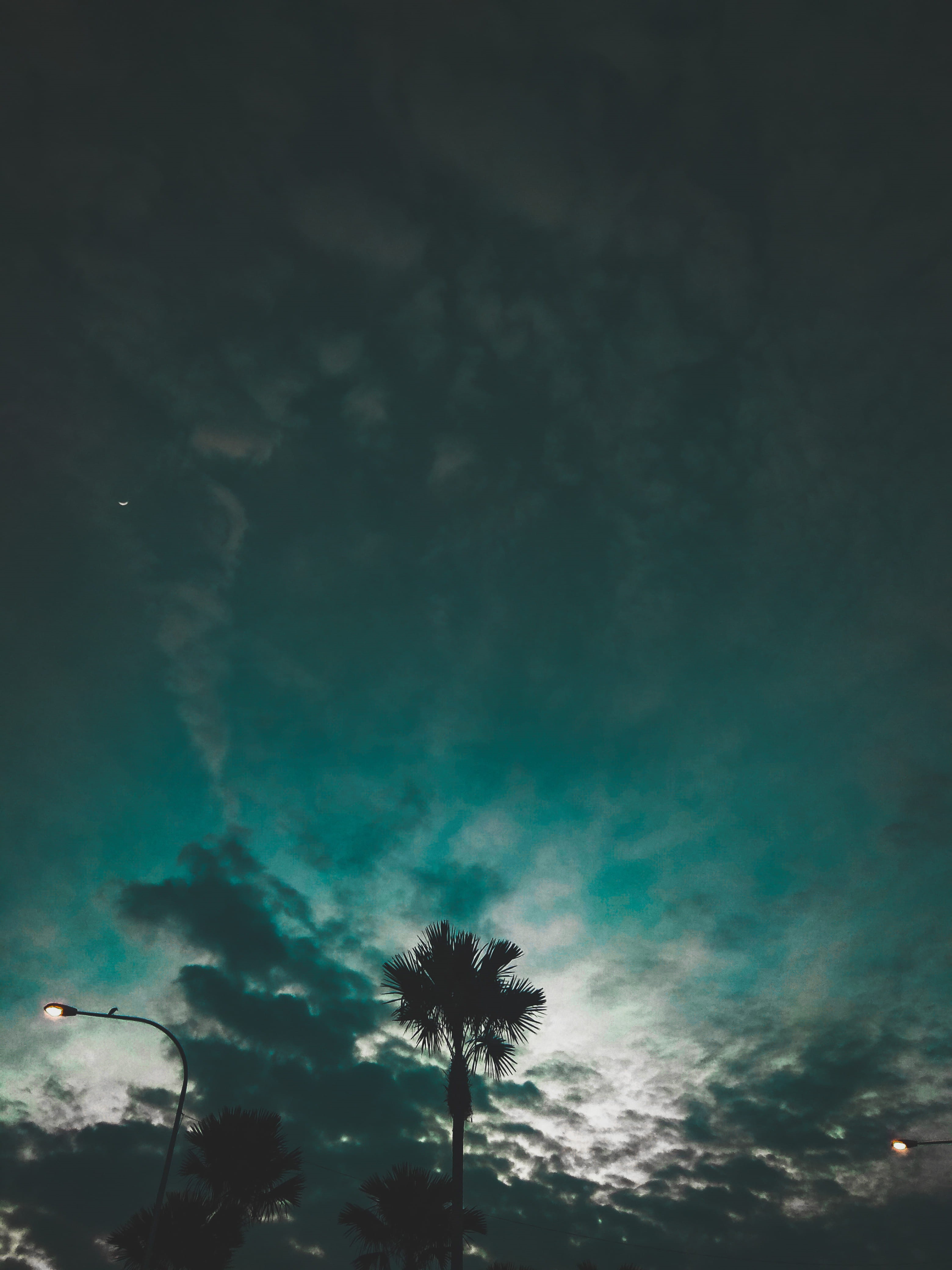 palm tree, ominous, low angle view, mobile photography, scenics - nature, cloud - sky, 4K, night, growth, no people, plant, silhouette, xiaomi, tree, sky, Phone HD Wallpaper