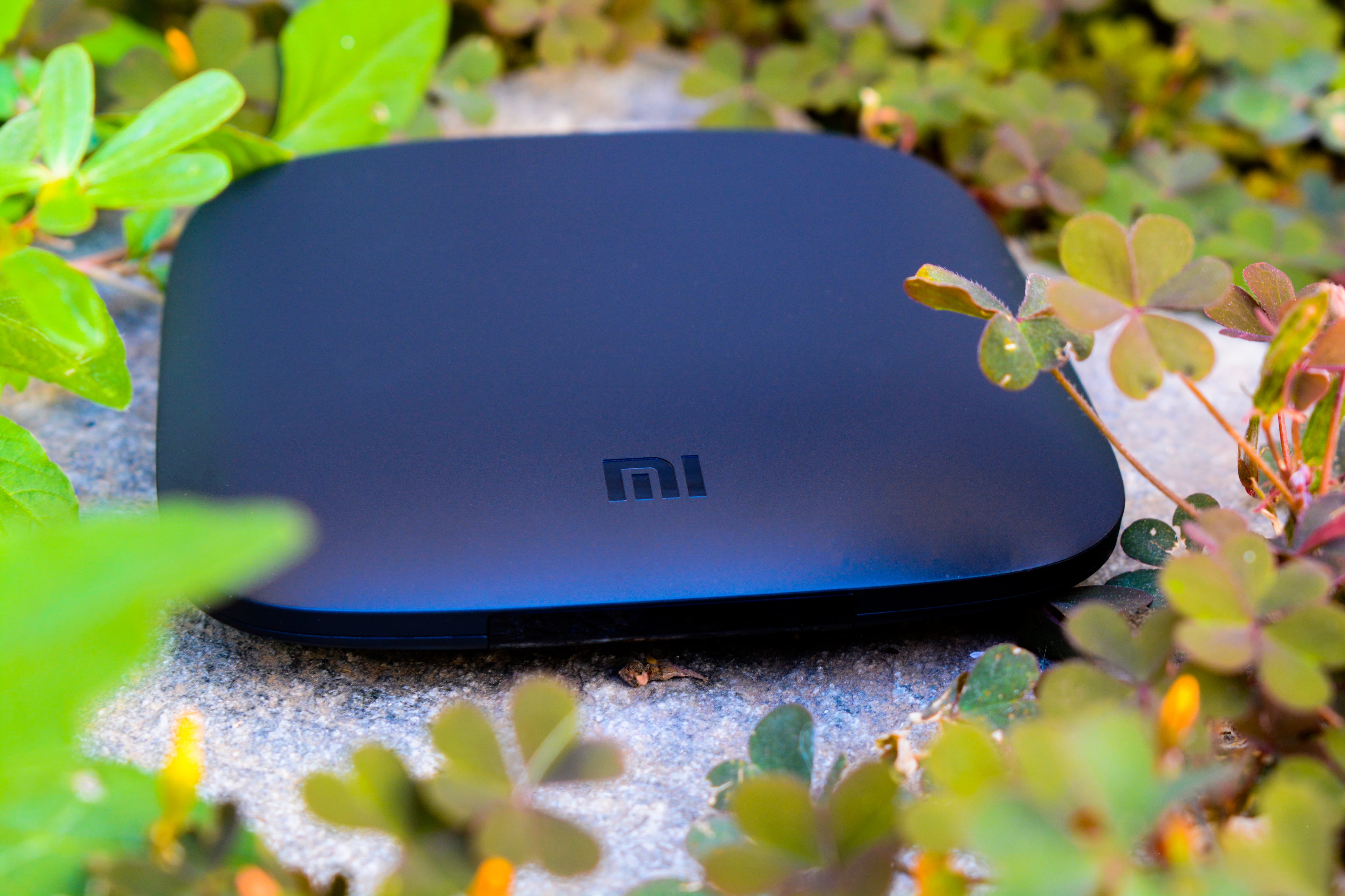 tv box, beauty in nature, gadget, android, flower, 5K, outdoors, xiaomi, nature, vulnerability, blue, leaf, communication, black, plant, wireless technology, HD Wallpaper