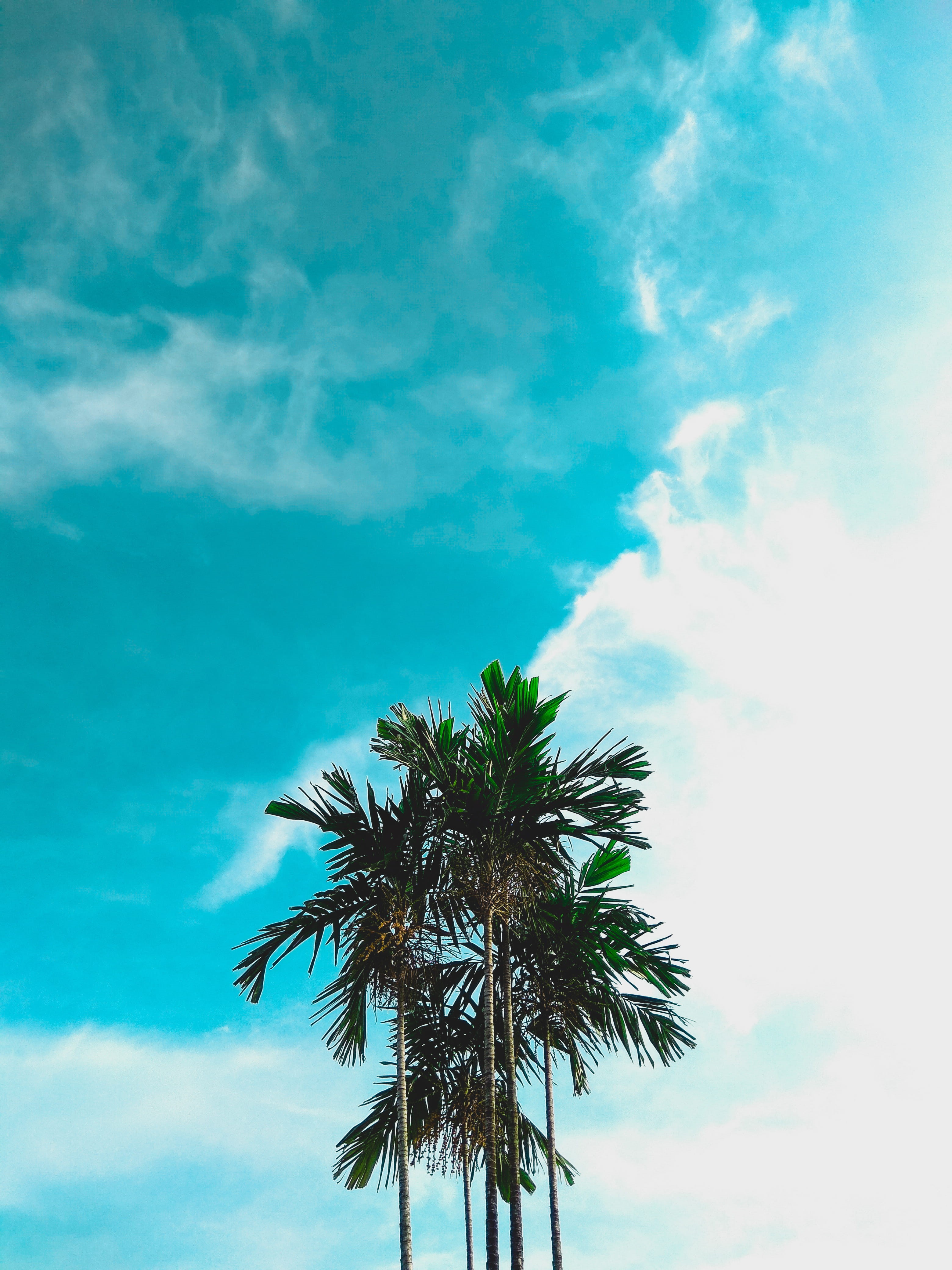 palm tree, sky, tall - high, tropical tree, bright, outdoors, no people, cloud - sky, good vibes, tree trunk, 4K, tropical climate, scenics - nature, holiday, Phone HD Wallpaper