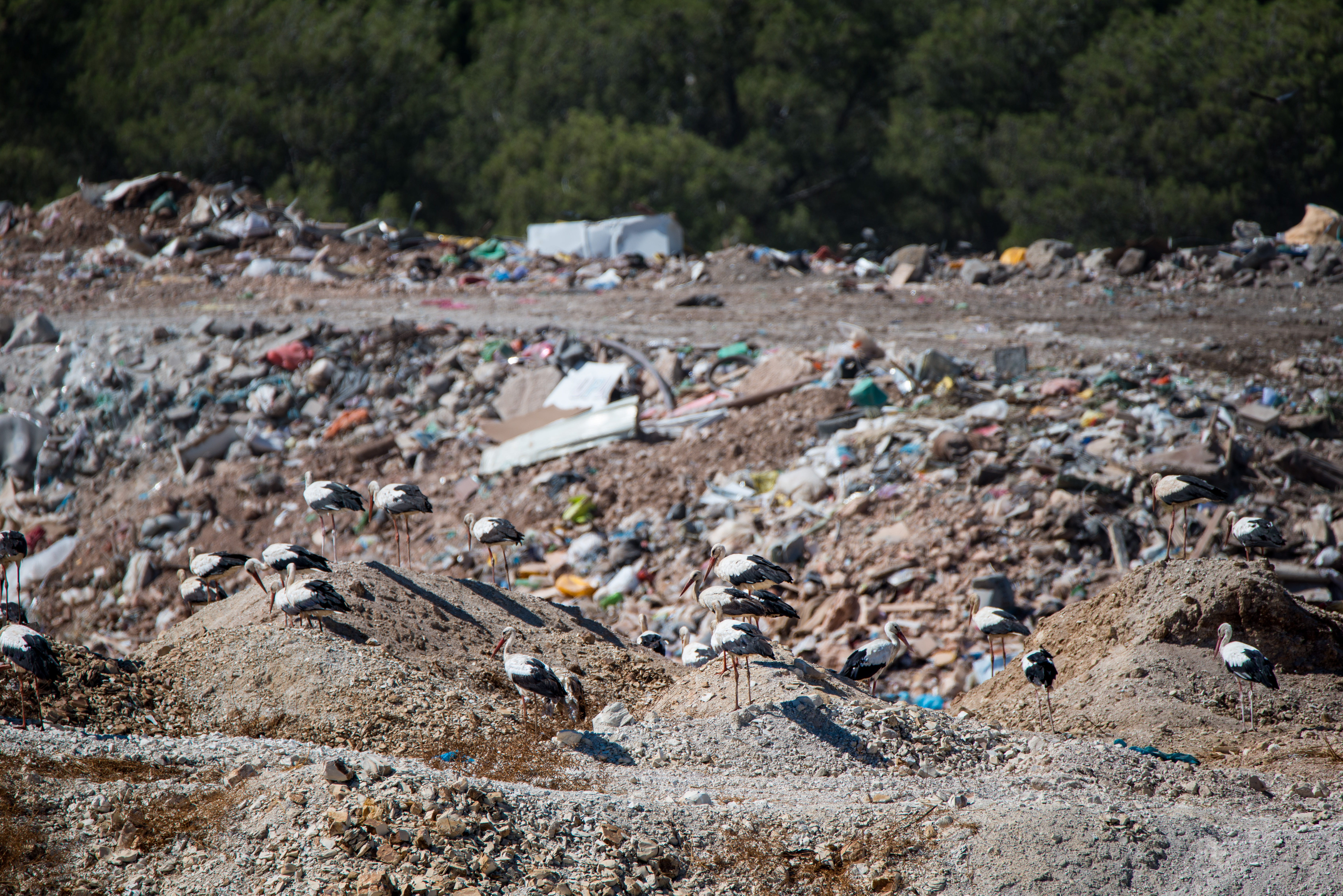 outdoors, land, environmental issues, stork, dirt, recycling, junkyard, water pollution, landscape, no people, garbage dump, pollution, dirty, environmental damage, HD Wallpaper