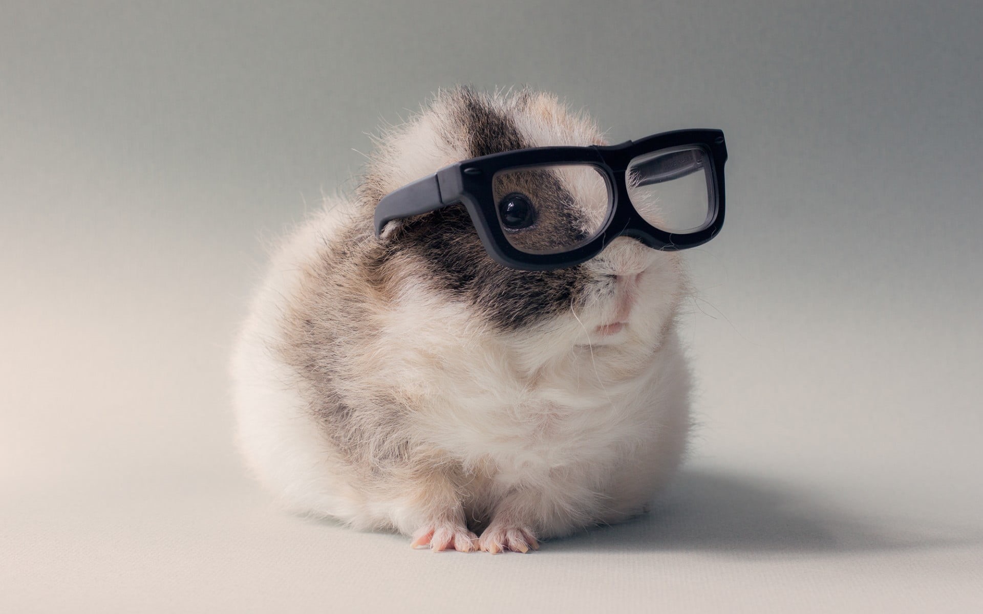 domestic cat, hairstyle, black, white, animals, one animal, white color, eyeglasses, glasses, sitting, framed, domestic, studio shot, gray, small, hamster, HD Wallpaper
