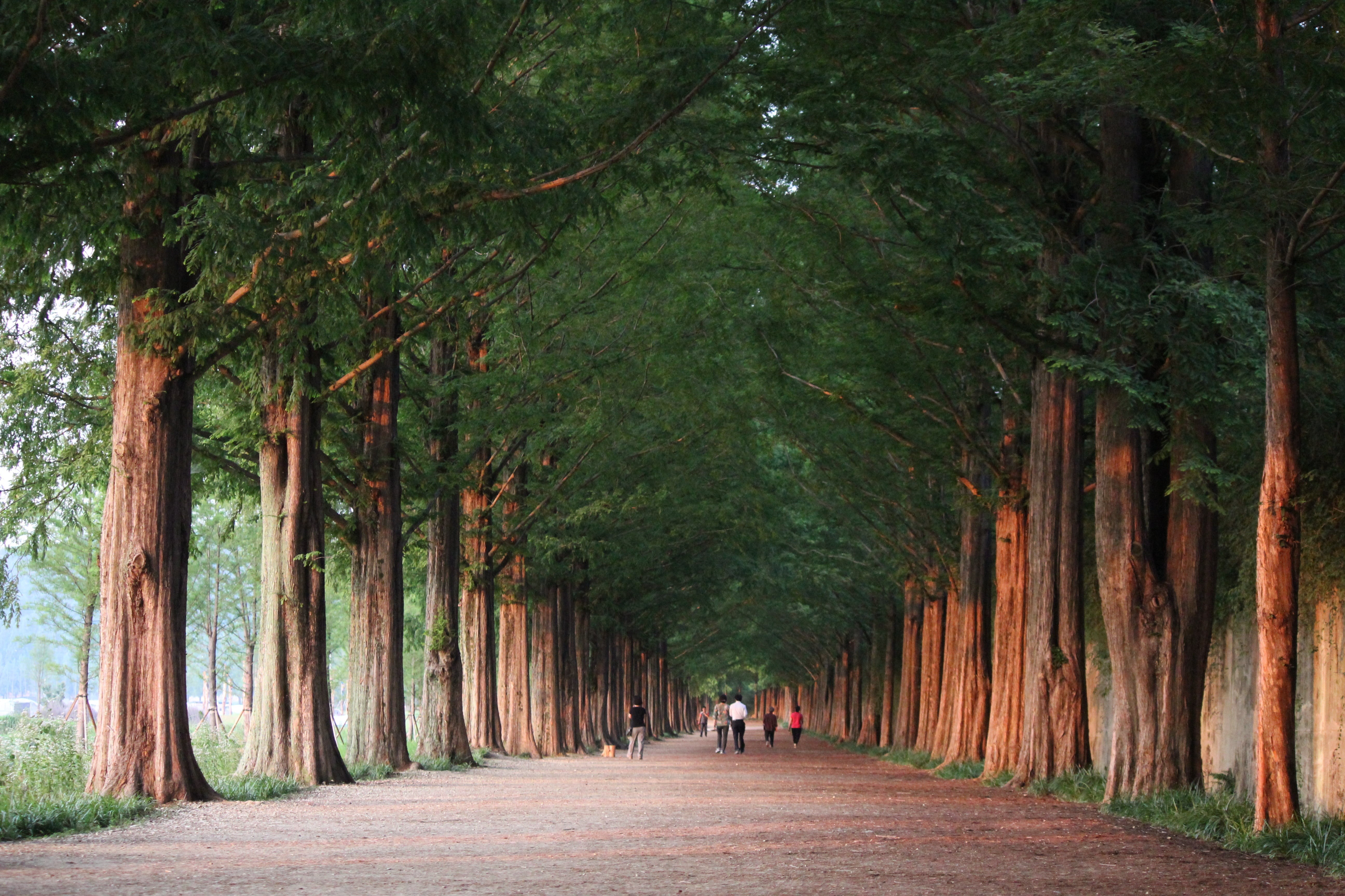 tracking, daytime, nature, trees, concrete, beauty in nature, gray, damyang, gil, tall, green color, trunk, 5K, road, people, treelined, pathway, korea, HD Wallpaper