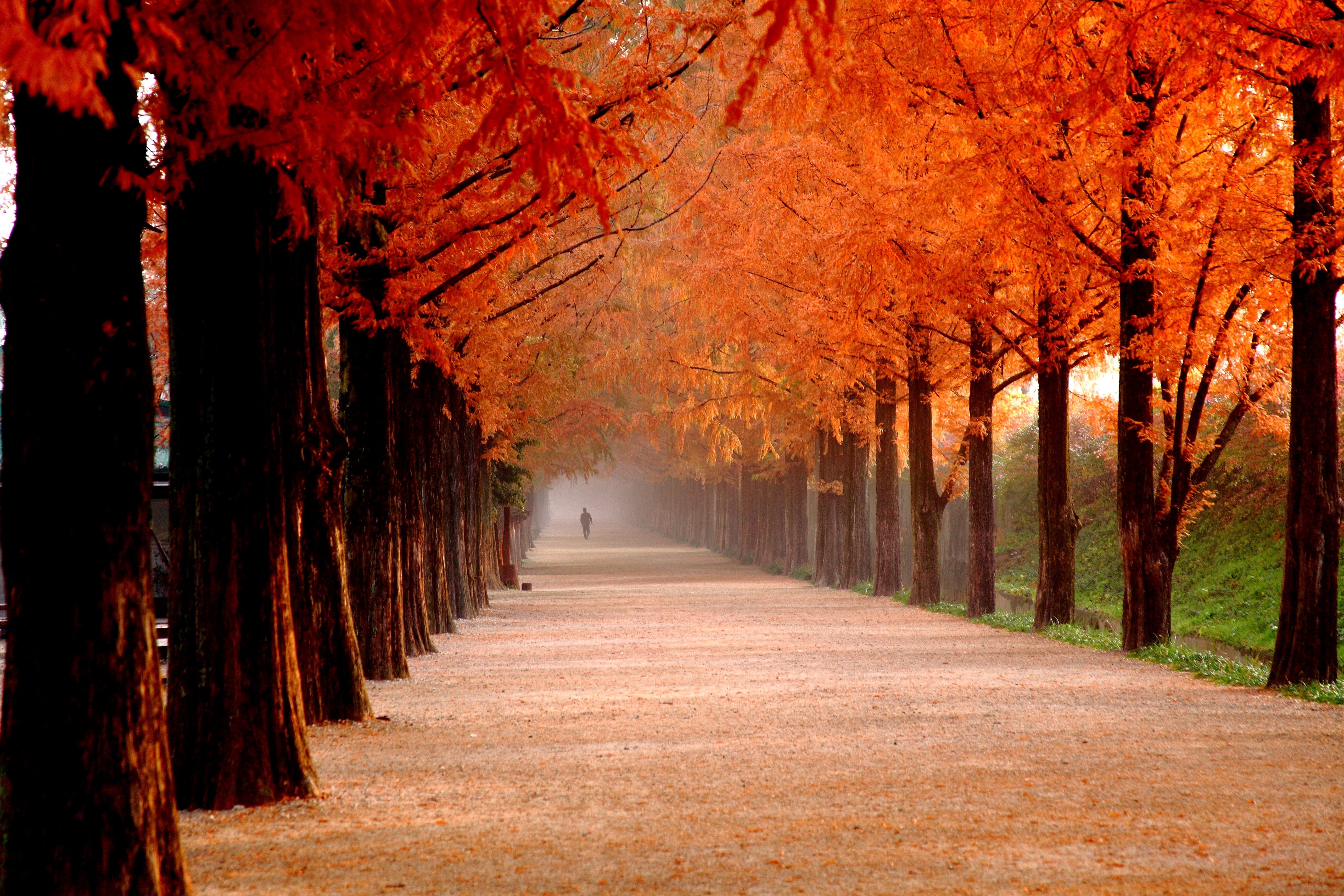 plant, tree canopy, orange color, the way forward, autumn, damyang, park, change, tree, day, 5K, avenue, beauty in nature, outdoors, diminishing perspective, HD Wallpaper