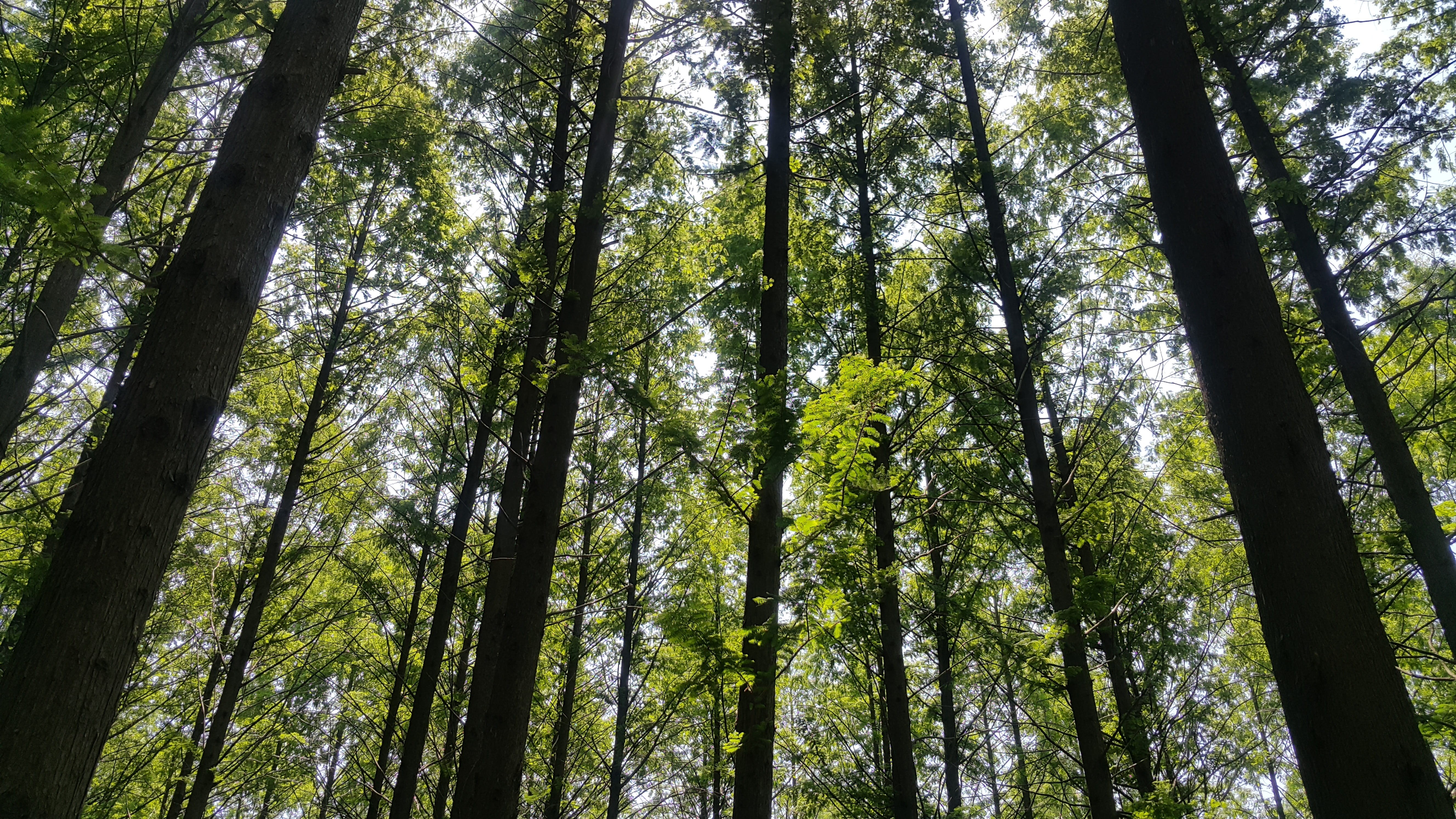 tree trunk, 5K, outdoors, no people, low angle view, tree canopy, full frame, forest, nature, tree, bamboo grove, beauty in nature, tranquility, land, HD Wallpaper