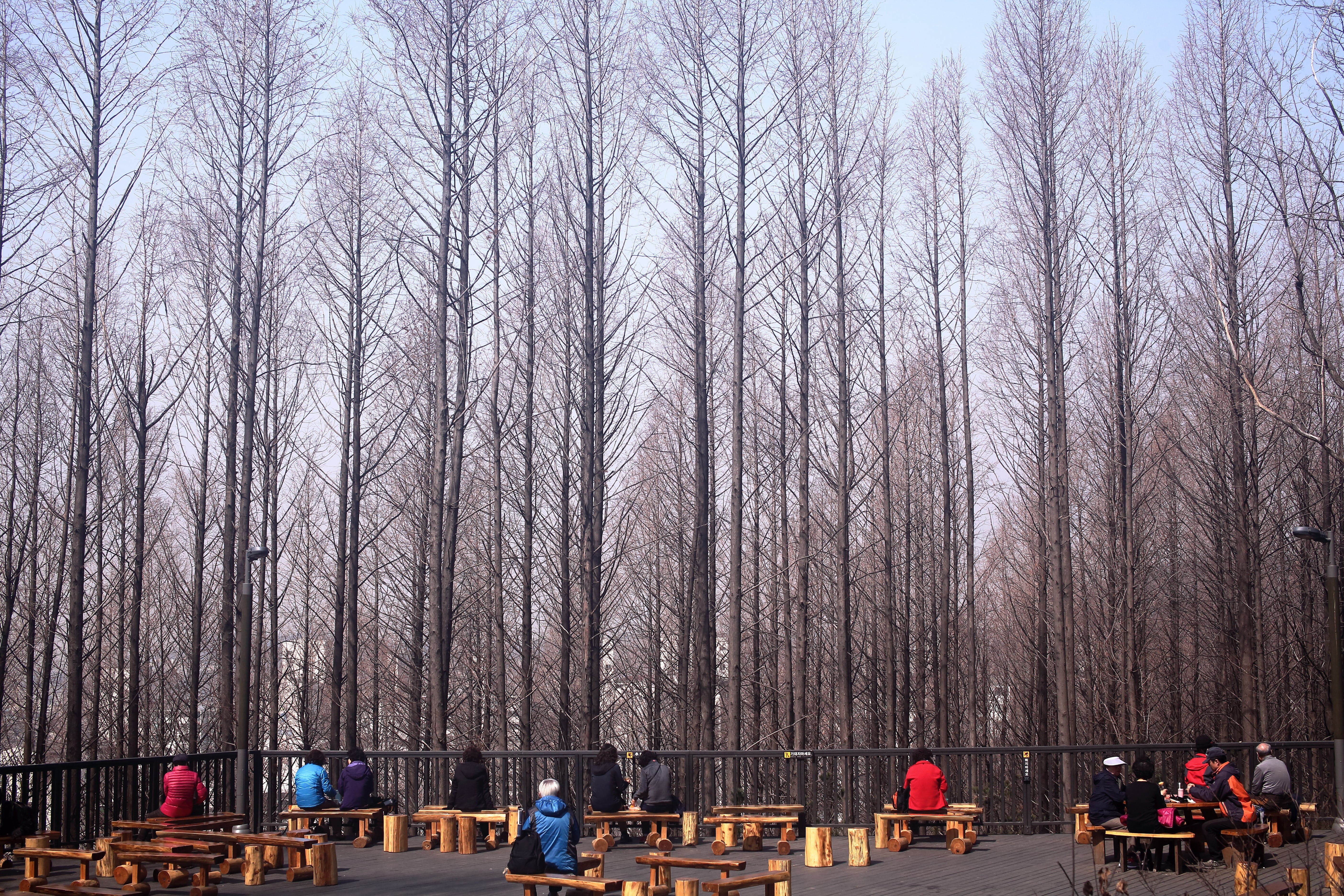 bare tree, tree trunk, seat, meta es quay air, real people, forest, group of people, plant, sul road, outdoors, 5K, trunk, bench, nature, winter, growth, HD Wallpaper