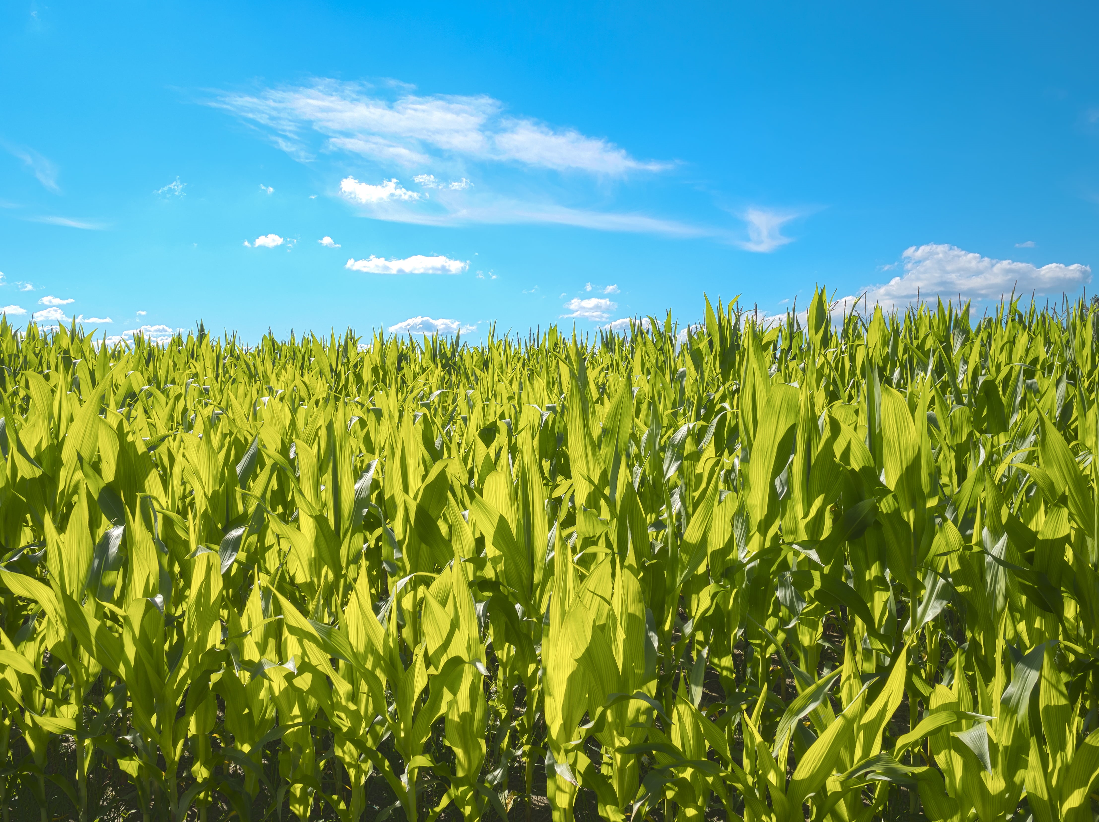 Belgie, Limburg, OLYMPUS  OM-D  E-M5, Borgloon, outdoors, nature, green, blue  green, 4K, corn, sky, green Color, Gotem, Belgique, growth, cornfield, crop, HD Wallpaper