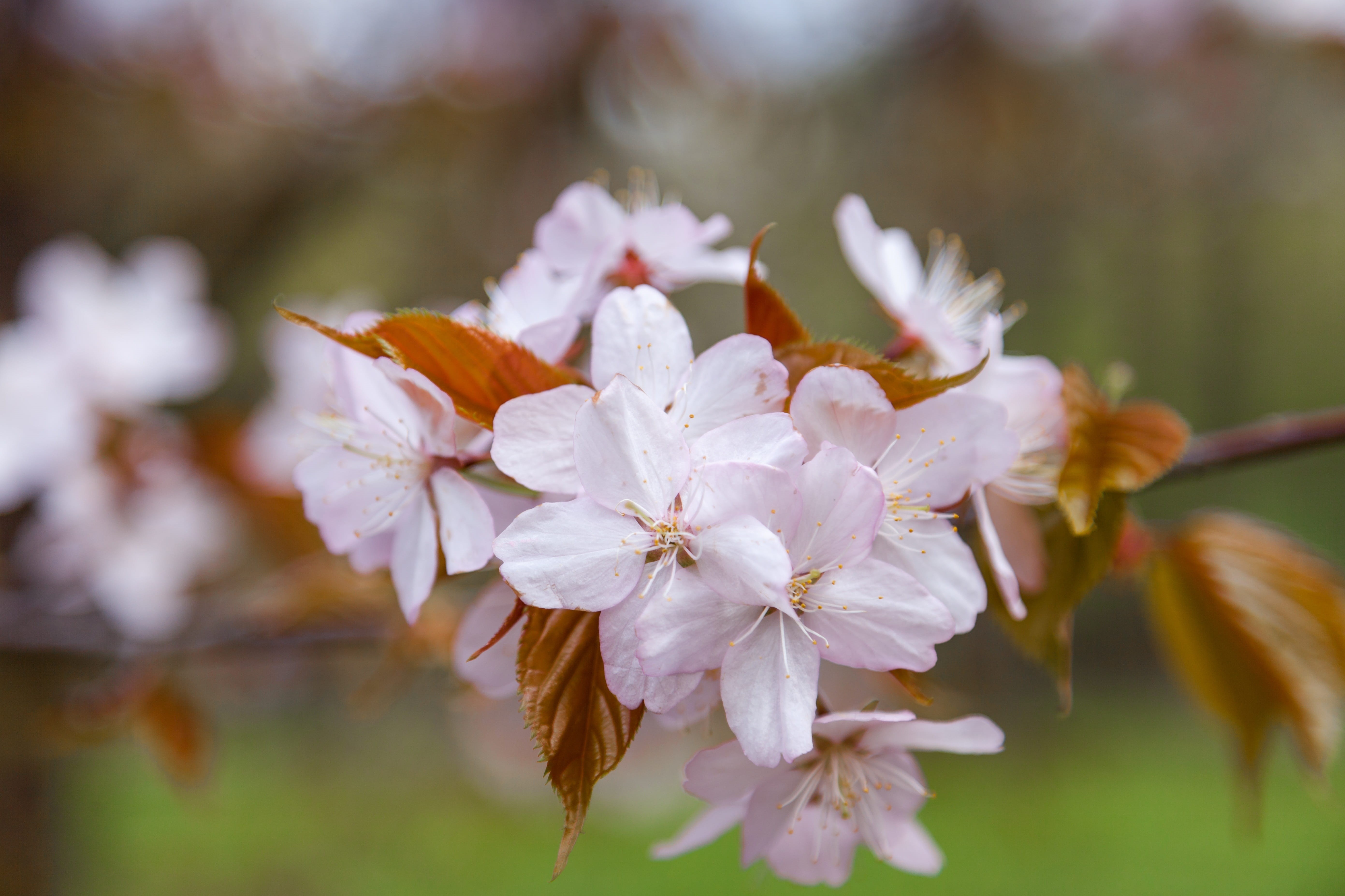 softness, day, vulnerability, japanese, bloom, 5K, nature, botany, cherry blossom, plant, inflorescence, focus on foreground, petal, beauty in nature, HD Wallpaper