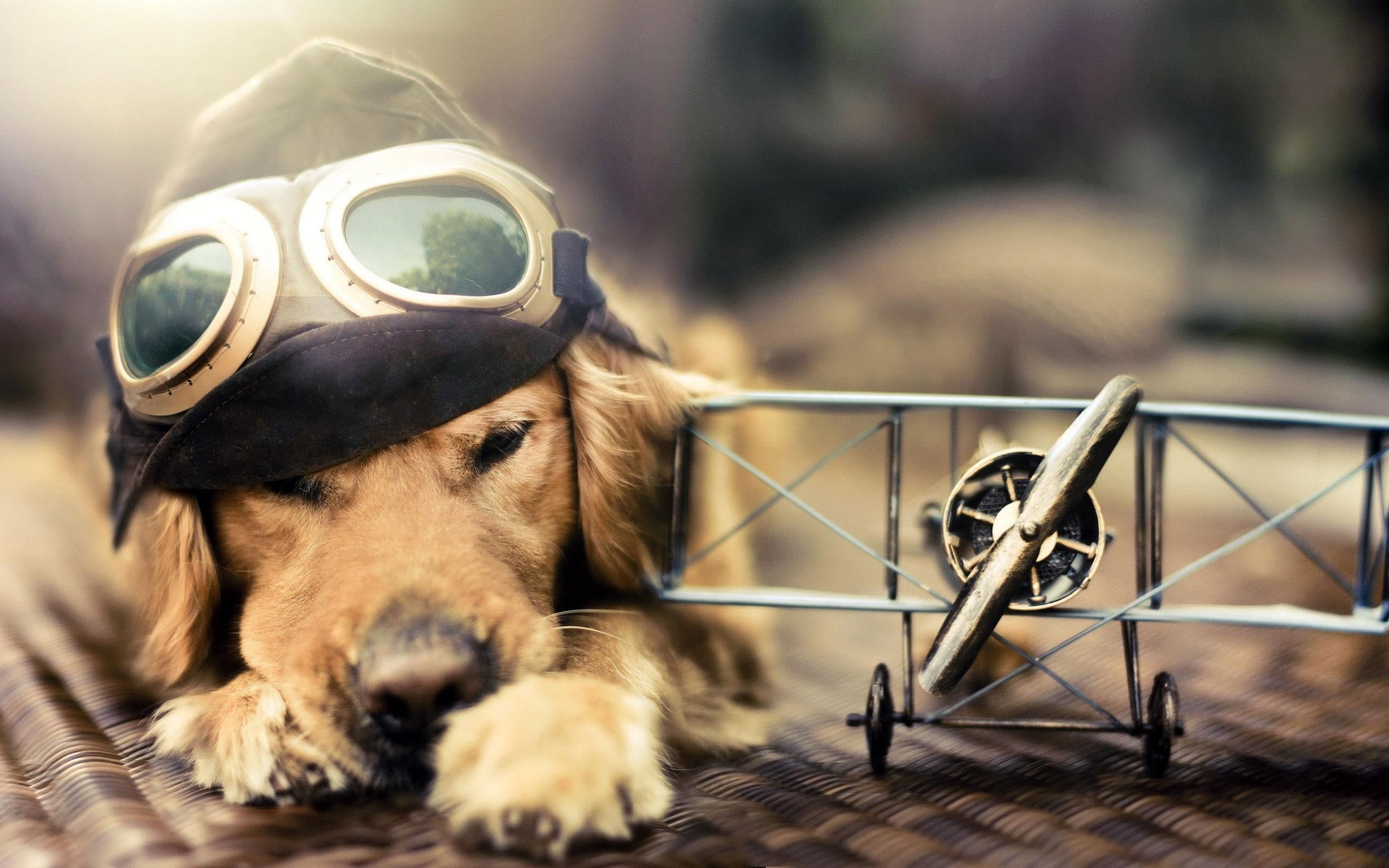 dog, mammal, fashion, pets, 2K, animals, golden retrievers, no people, day, close-up, animal head, security, goggles, sunglasses, canine, eyewear, sunlight, HD Wallpaper