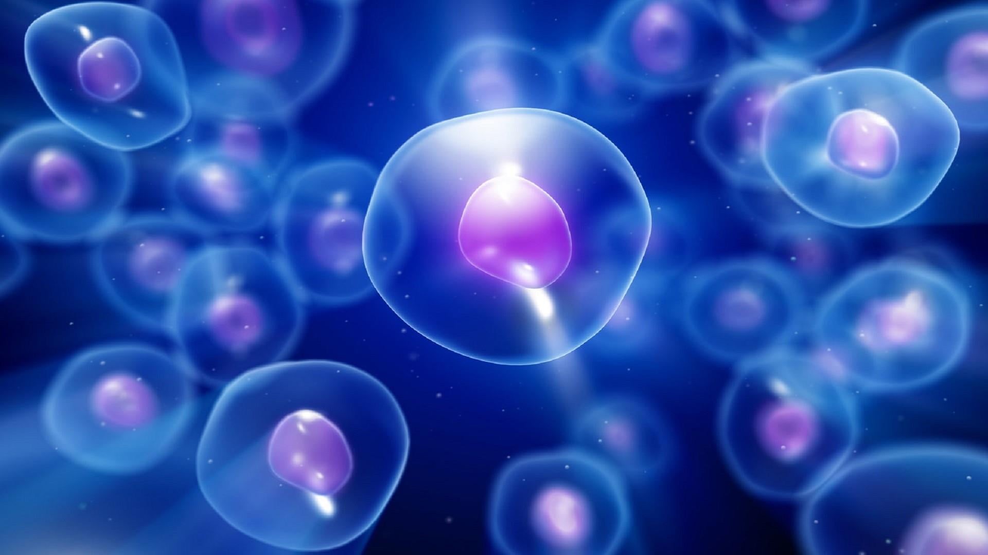bacterium, geometric shape, nature, water, 1080P, biology, blue, kidney, human, science, shape, cells, healthcare and medicine, no people, circle, macro, HD Wallpaper